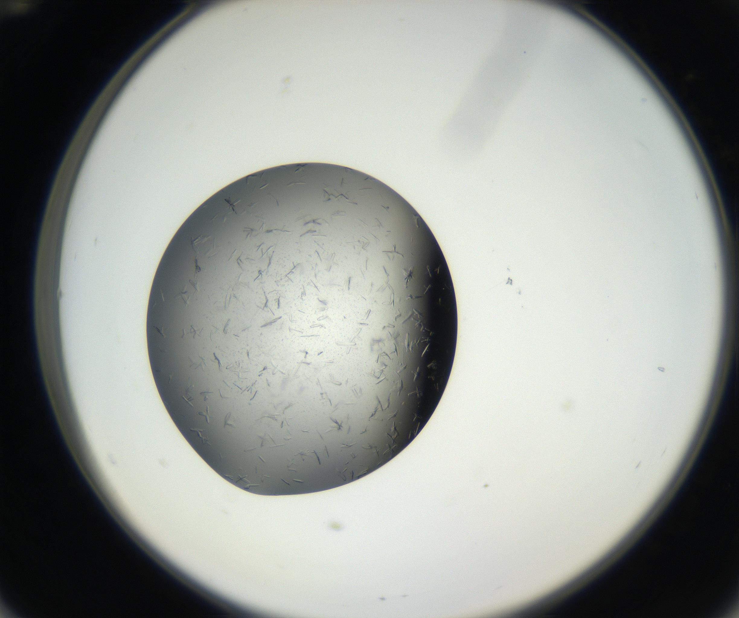 RI01_03_000_0212_Proj1_Clon1_MC_0000MC102609_006_160808_12_05_02_00_99_002_001_RAI.jpg