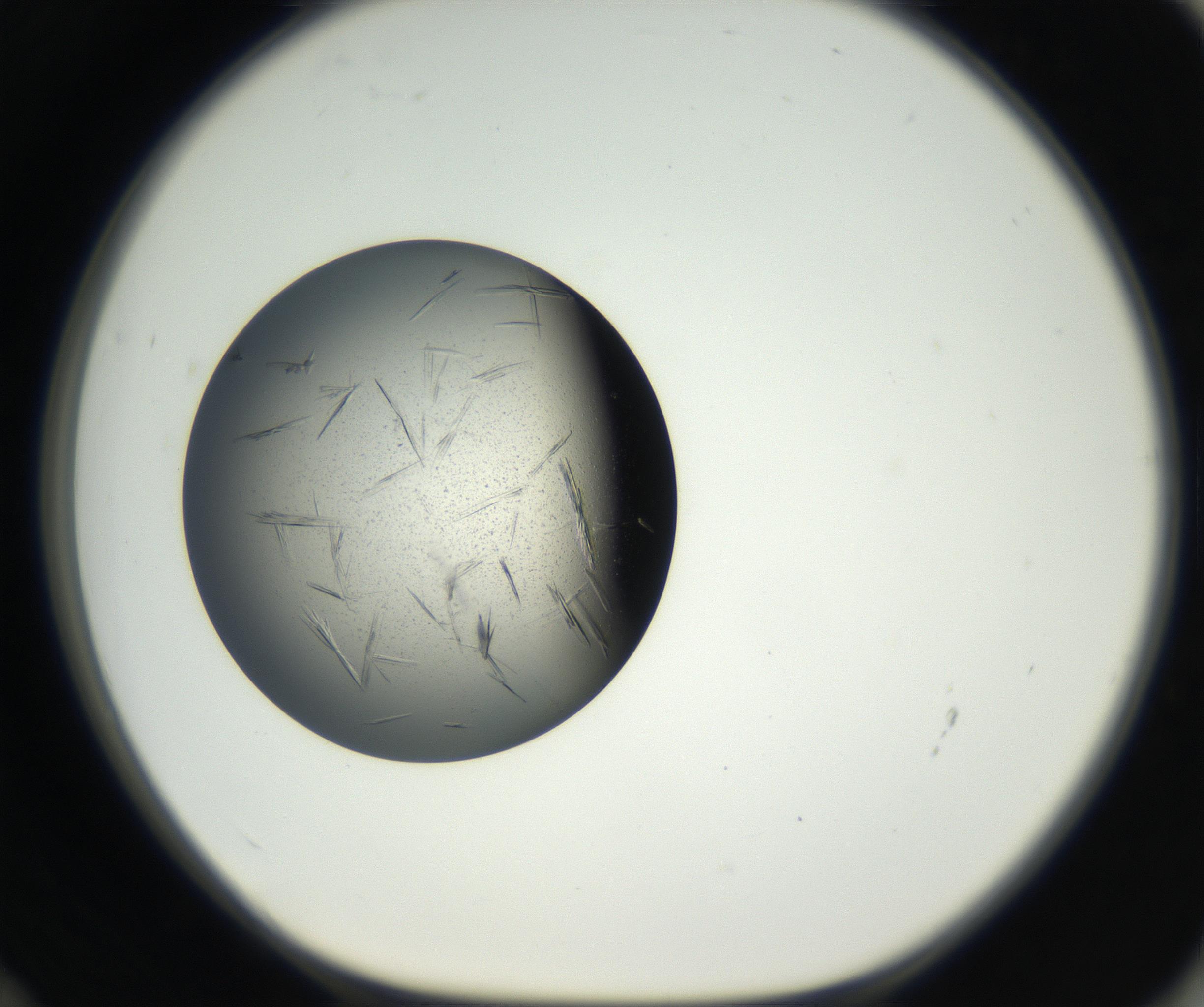 RI01_03_000_0212_Proj1_Clon1_MC_0000MC102609_006_160808_12_06_01_00_99_002_001_RAI.jpg