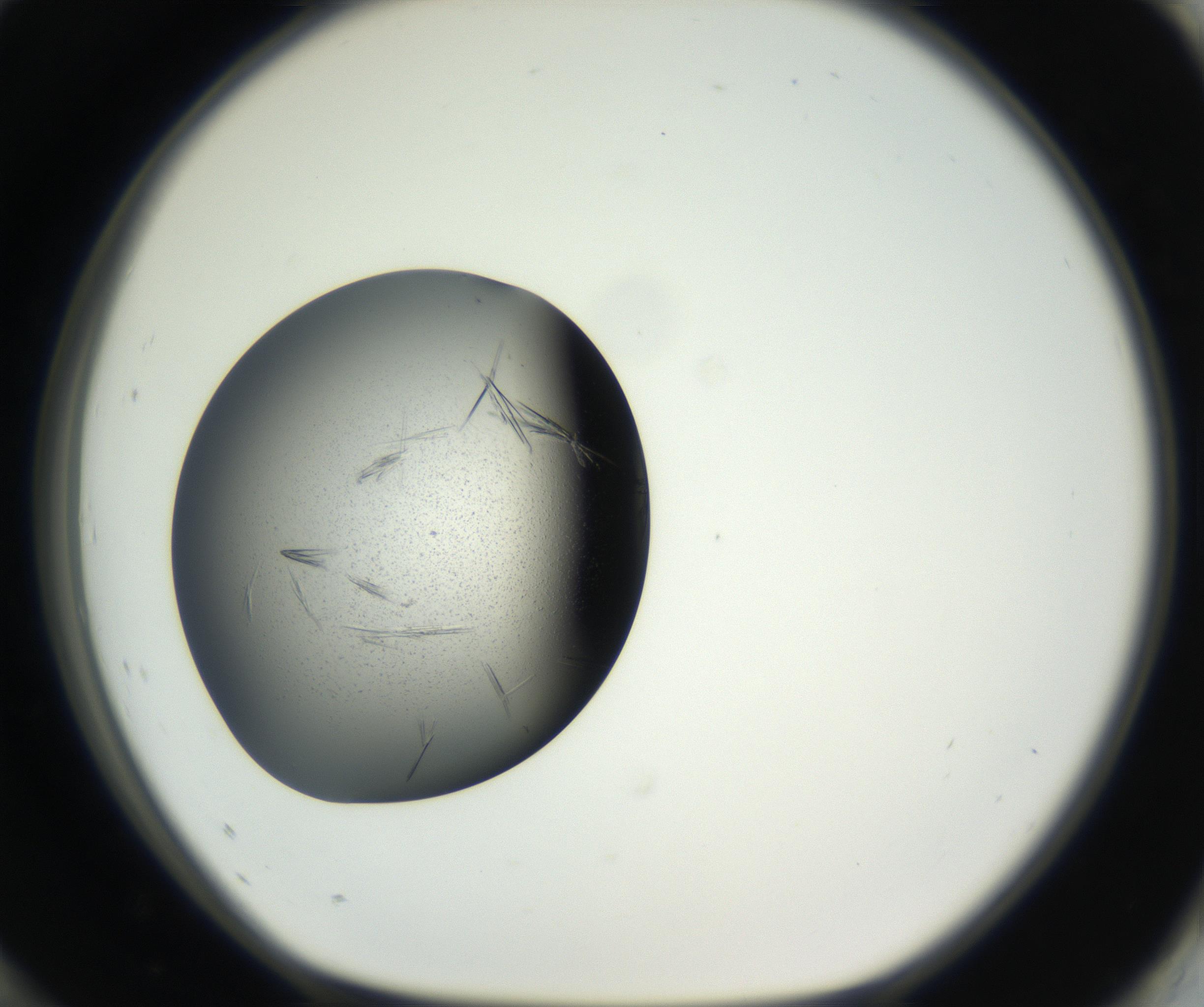RI01_03_000_0212_Proj1_Clon1_MC_0000MC102609_006_160808_12_08_01_00_99_002_001_RAI.jpg