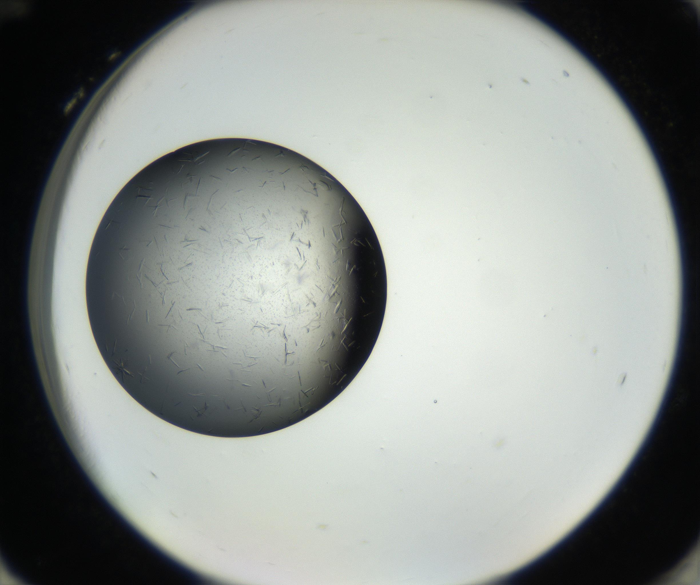 RI01_03_000_0212_Proj1_Clon1_MC_0000MC102609_006_160808_12_08_02_00_99_002_001_RAI.jpg