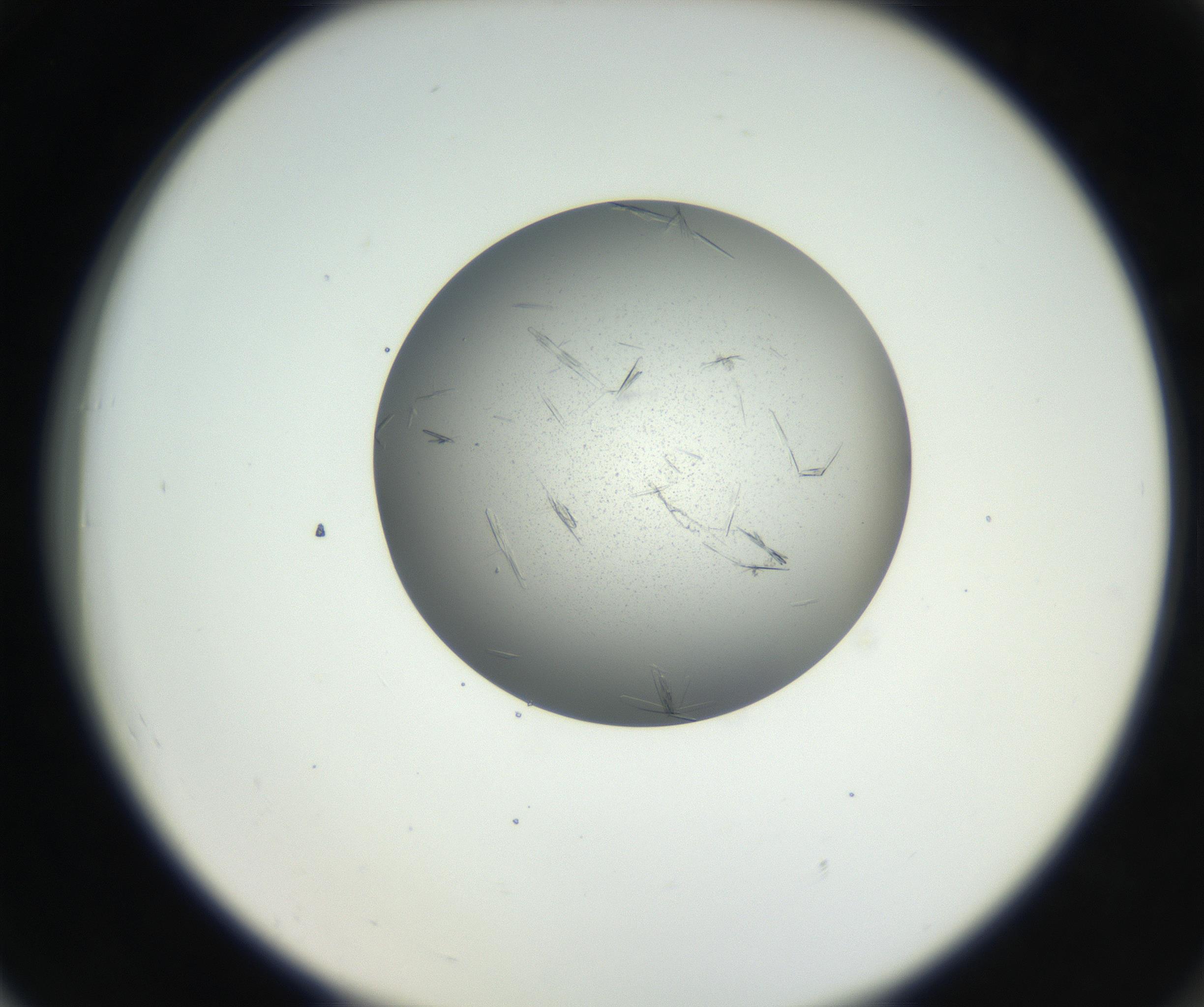 RI01_03_000_0212_Proj1_Clon1_MC_0000MC102609_007_160813_06_07_02_00_99_002_001_RAI.jpg