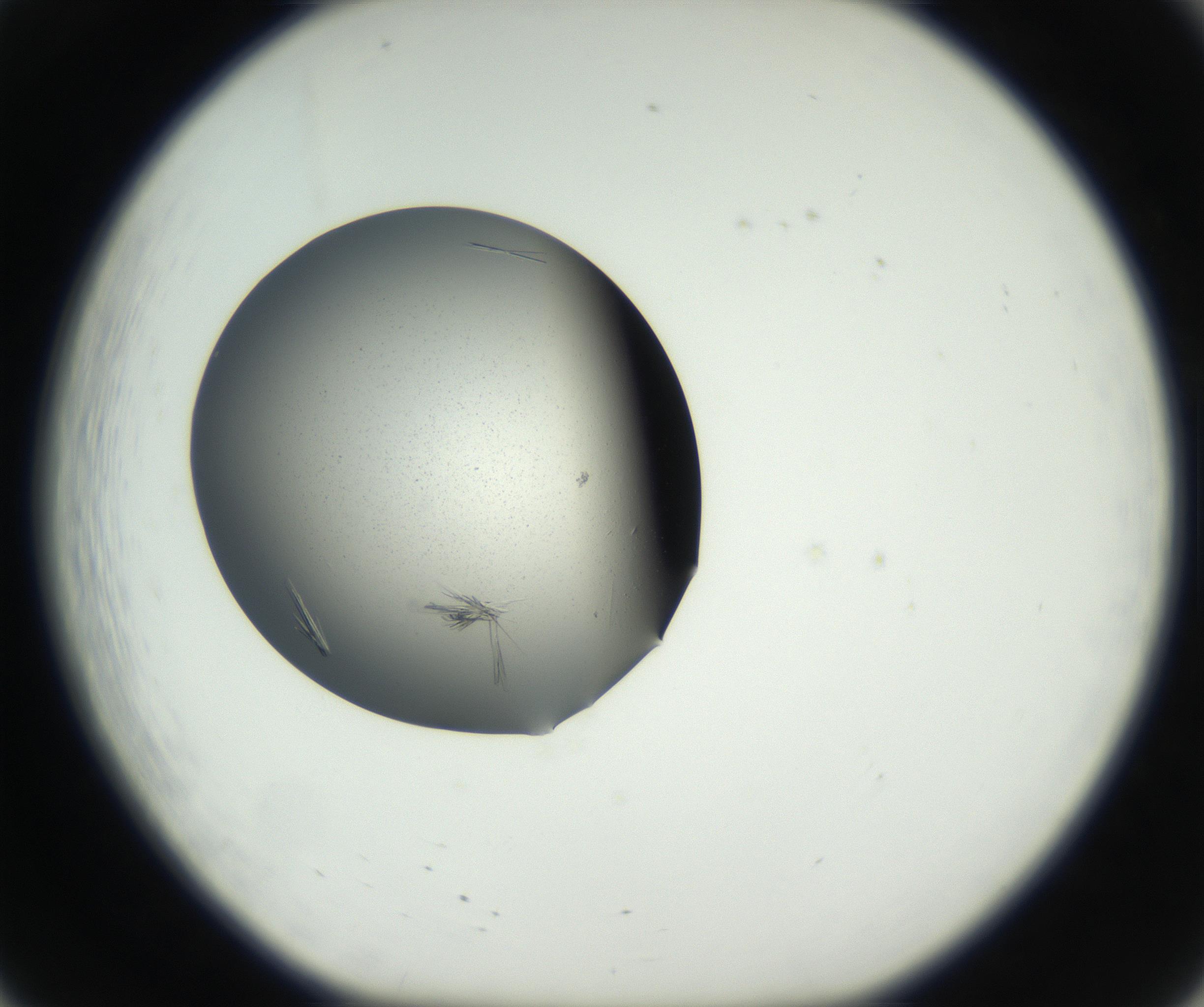RI01_03_000_0212_Proj1_Clon1_MC_0000MC102609_007_160813_08_02_01_00_99_002_001_RAI.jpg