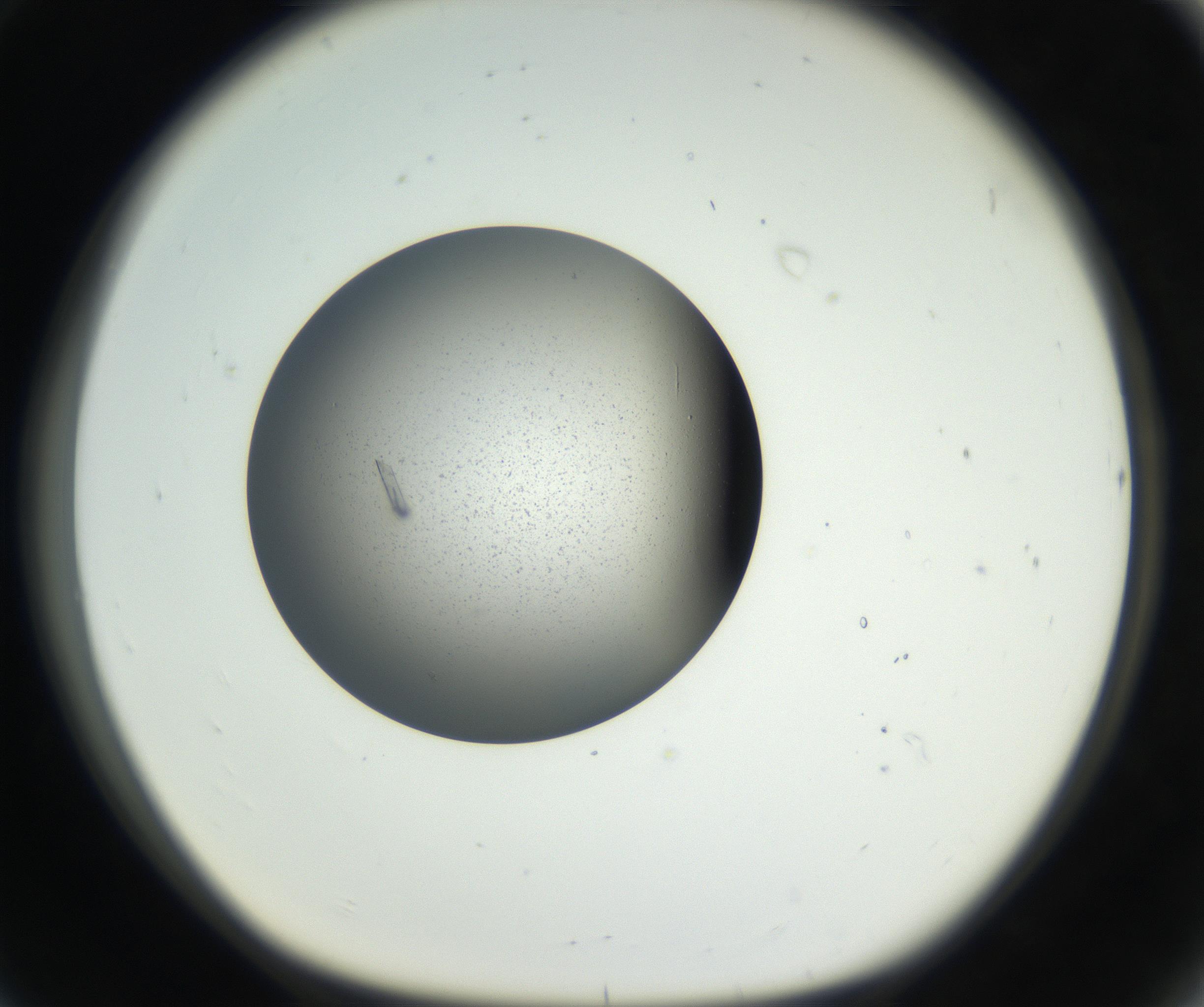RI01_03_000_0212_Proj1_Clon1_MC_0000MC102609_007_160813_08_07_01_00_99_002_001_RAI.jpg