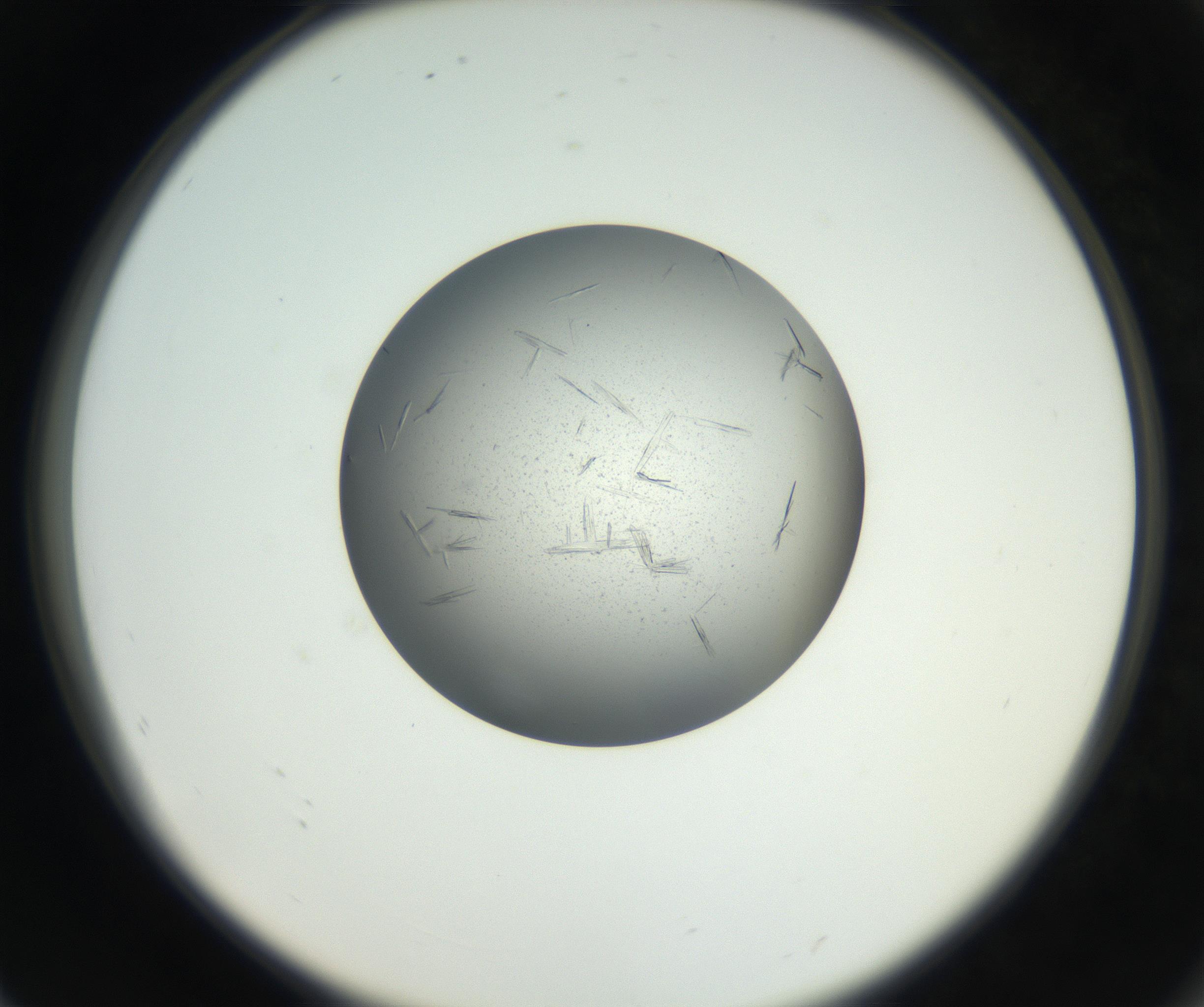 RI01_03_000_0212_Proj1_Clon1_MC_0000MC102609_007_160813_08_07_02_00_99_002_001_RAI.jpg