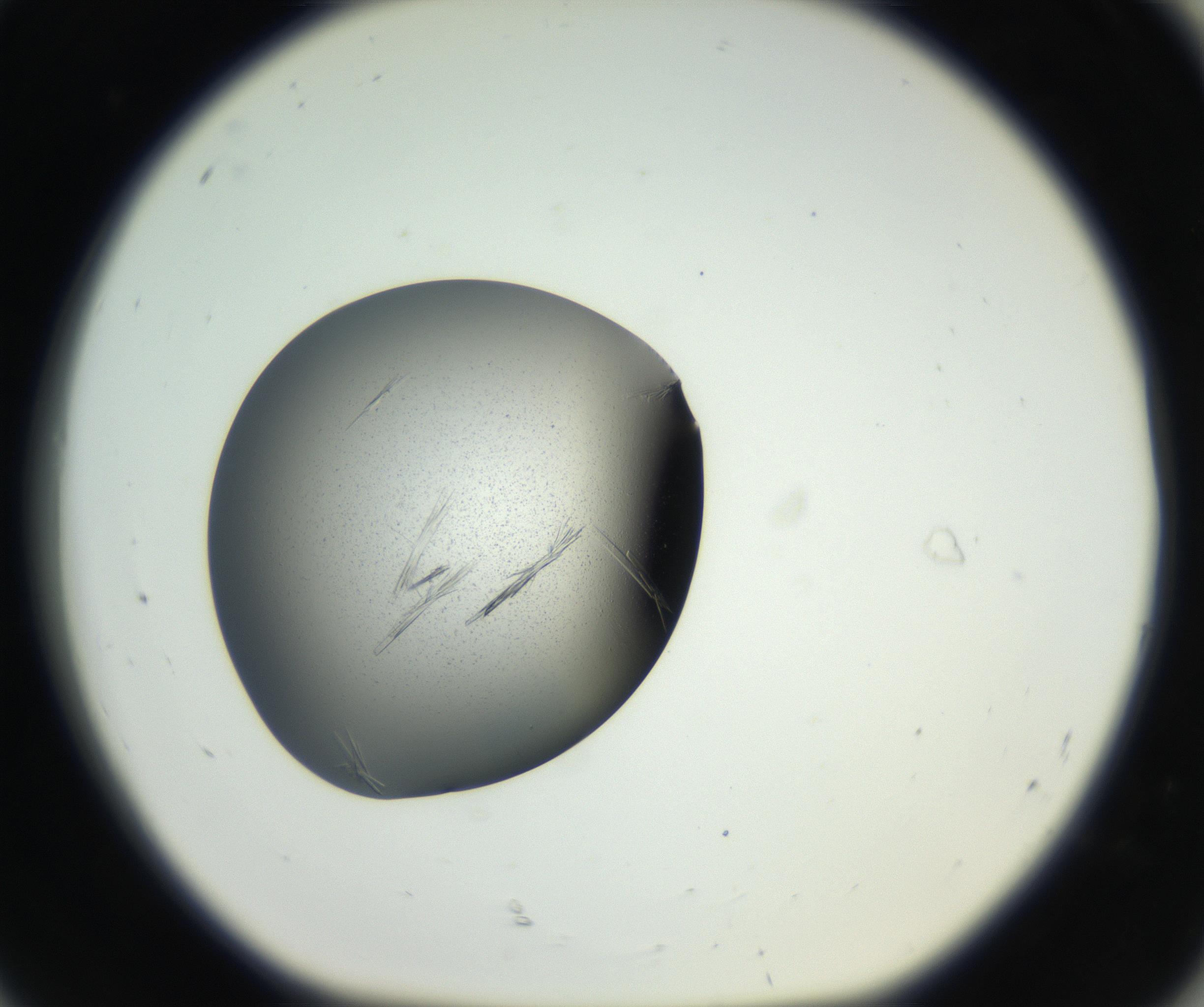 RI01_03_000_0212_Proj1_Clon1_MC_0000MC102609_007_160813_08_08_01_00_99_002_001_RAI.jpg