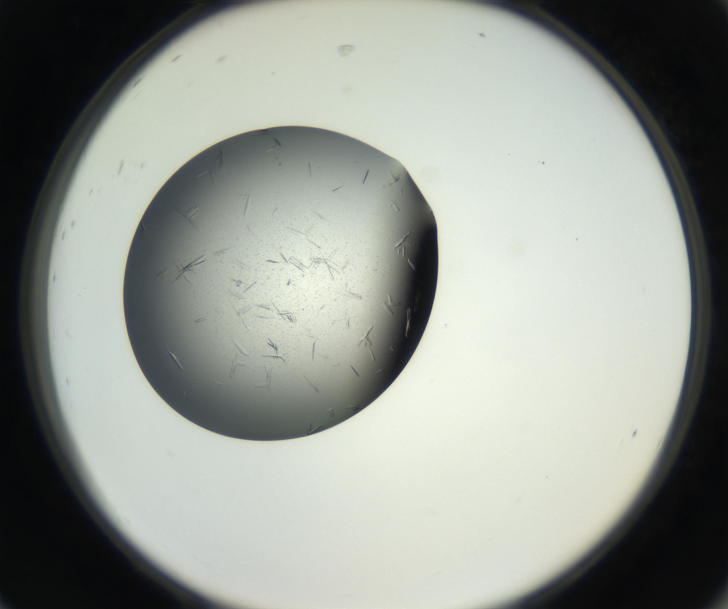 RI01_03_000_0212_Proj1_Clon1_MC_0000MC102609_007_160813_08_08_02_00_99_002_001_RAI.jpg