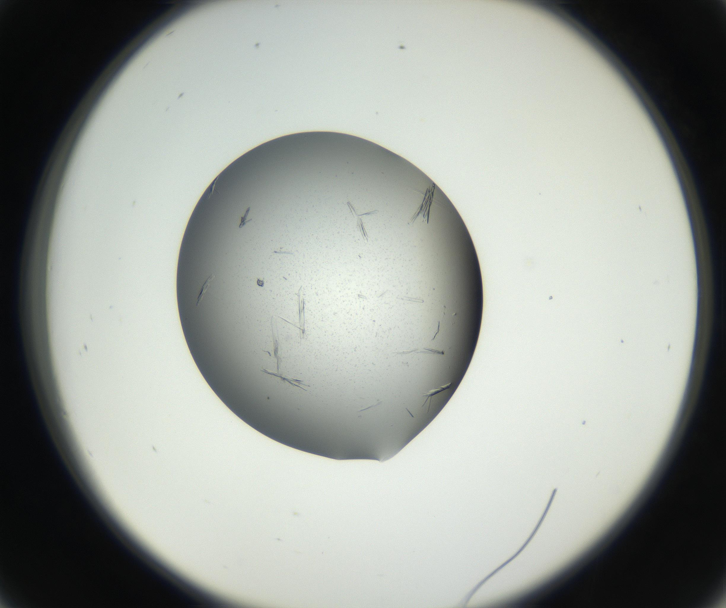 RI01_03_000_0212_Proj1_Clon1_MC_0000MC102609_007_160813_09_04_02_00_99_002_001_RAI.jpg