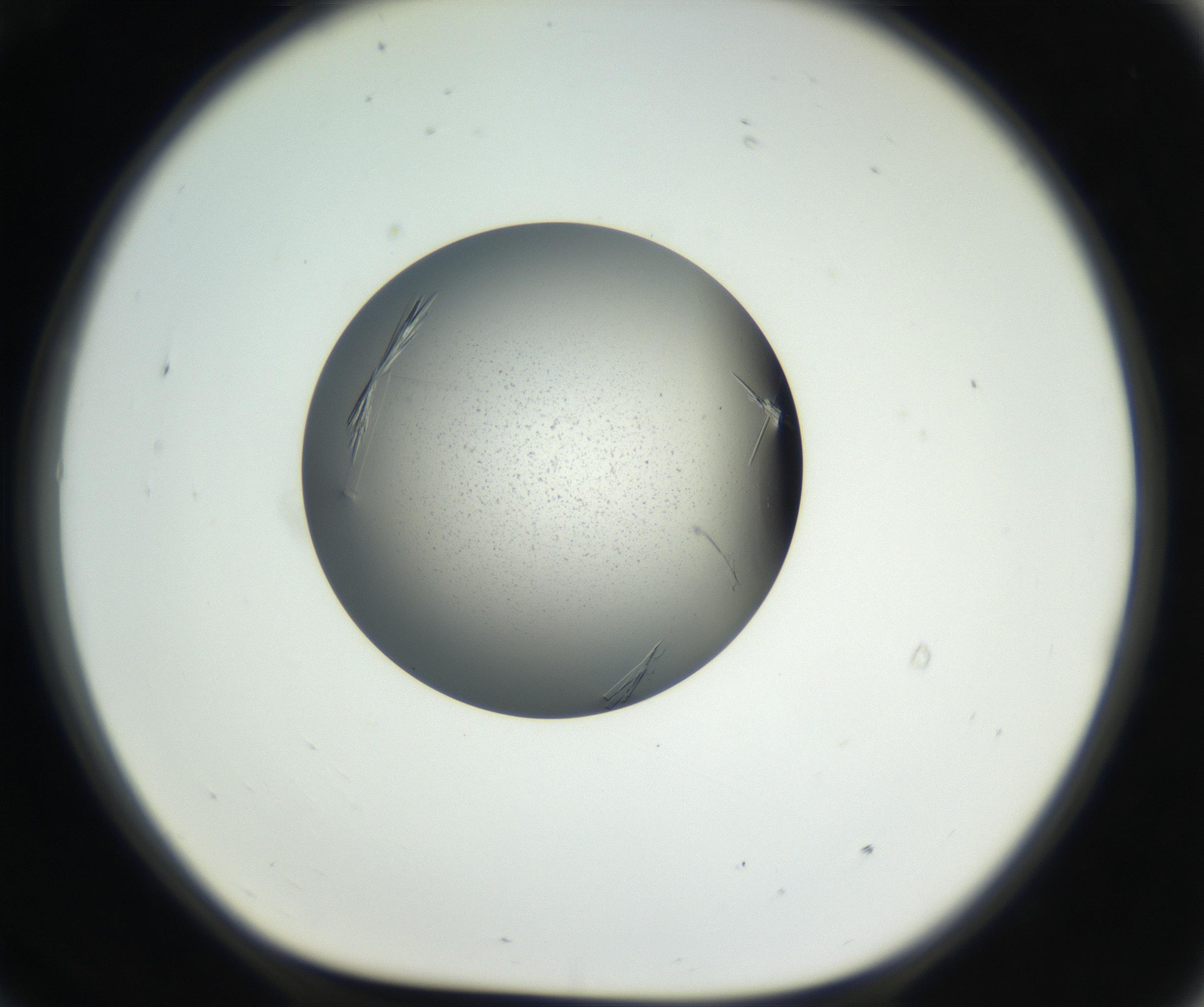 RI01_03_000_0212_Proj1_Clon1_MC_0000MC102609_007_160813_09_07_01_00_99_002_001_RAI.jpg