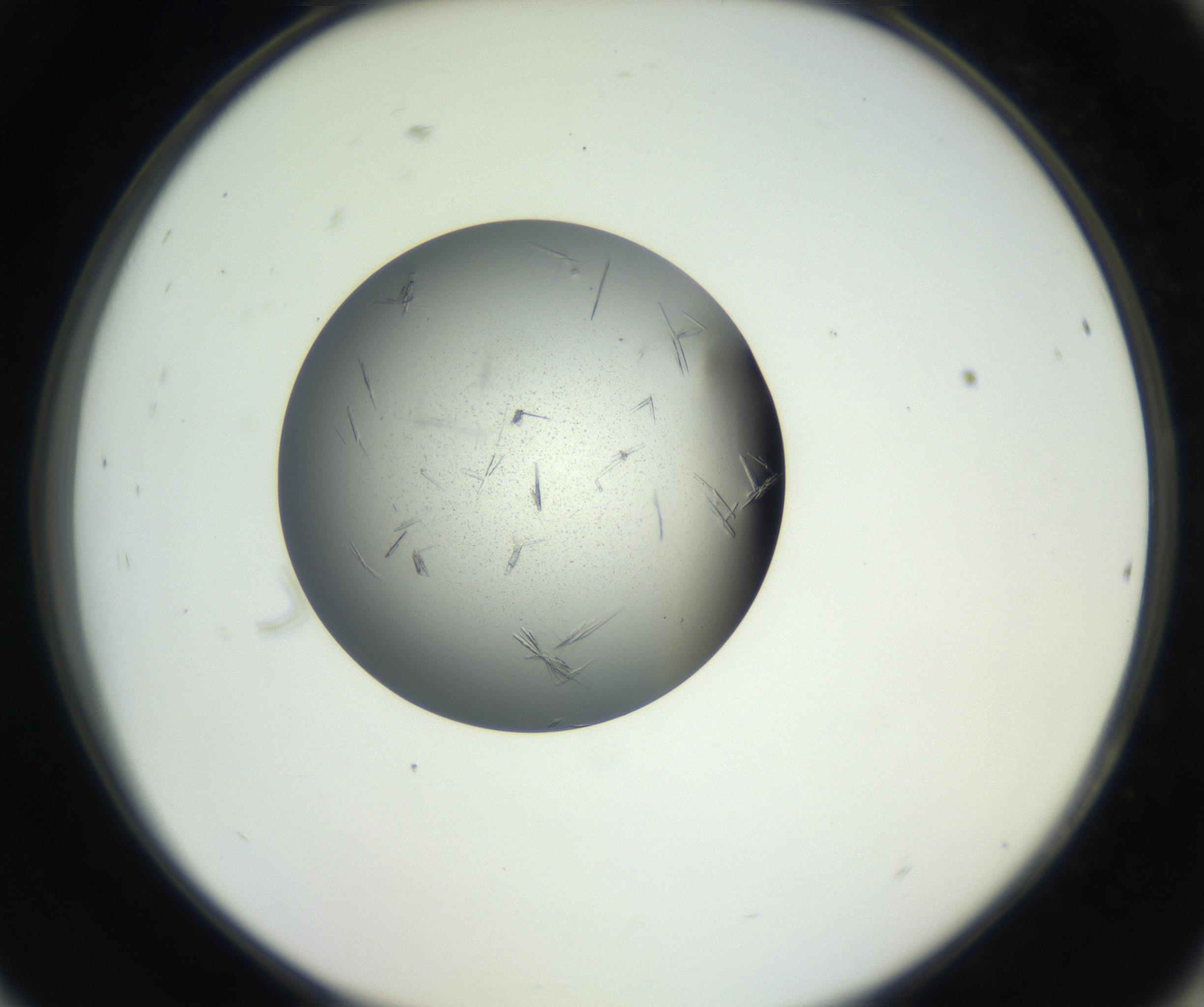 RI01_03_000_0212_Proj1_Clon1_MC_0000MC102609_007_160813_09_08_02_00_99_002_001_RAI.jpg