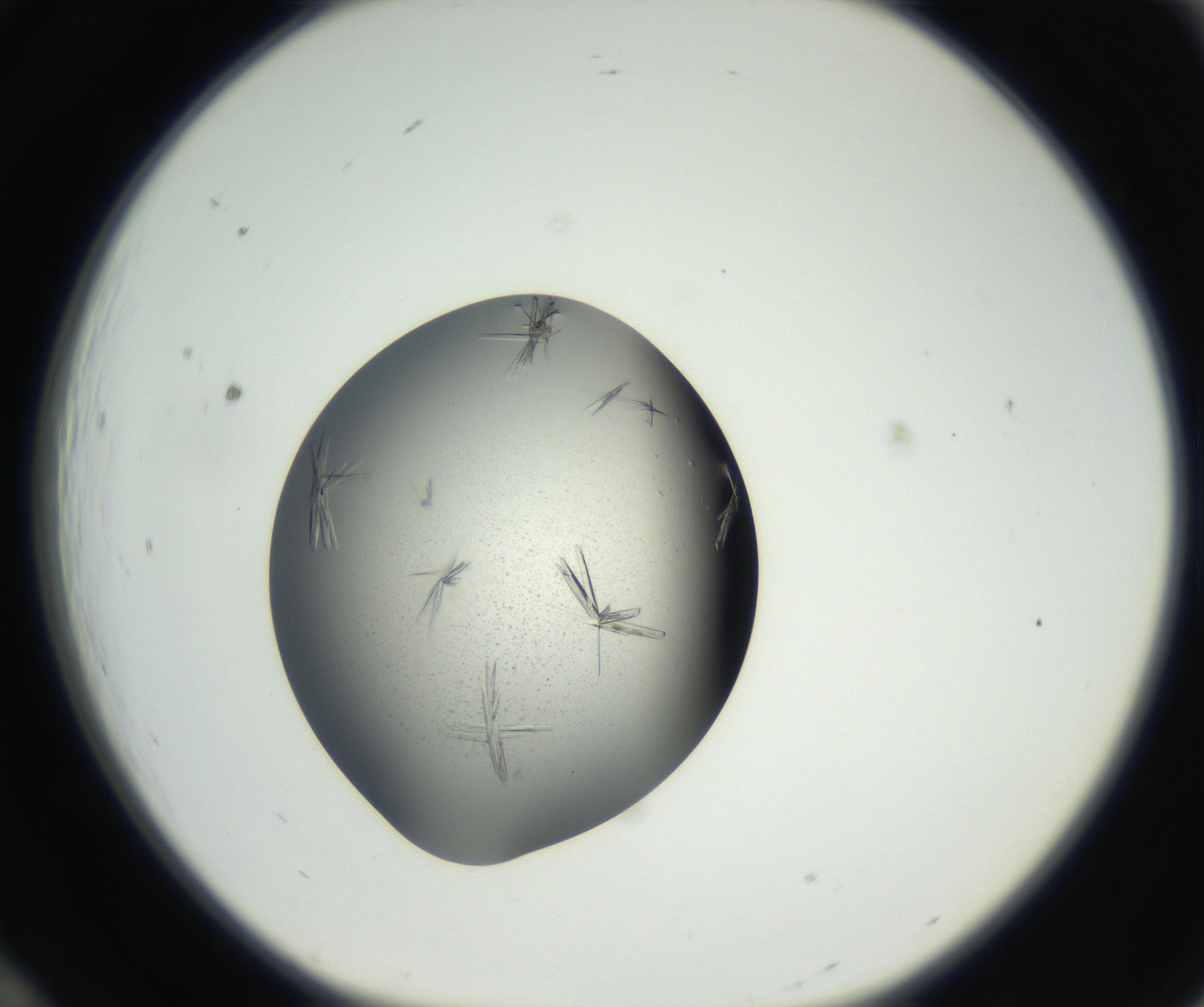 RI01_03_000_0212_Proj1_Clon1_MC_0000MC102609_007_160813_12_01_01_00_99_002_001_RAI.jpg