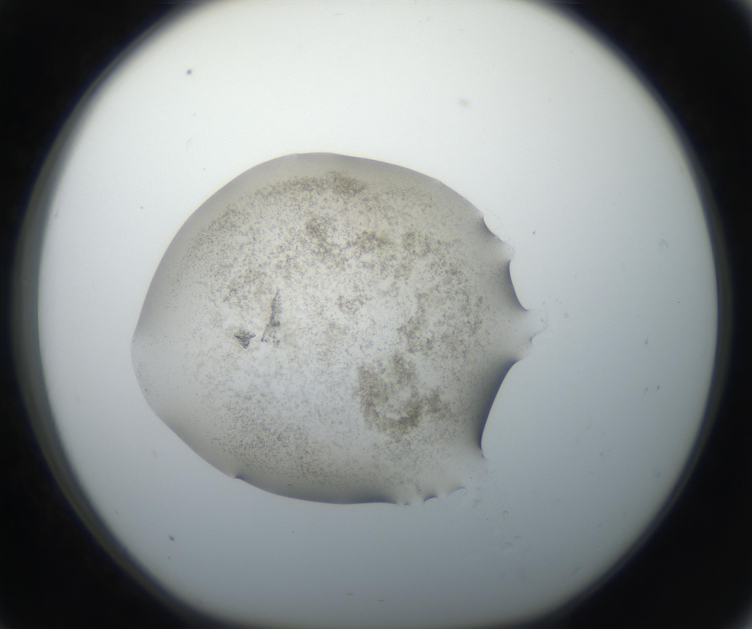 RI01_03_000_0212_Proj1_Clon1_MC_0000MC102610_005_160806_09_03_01_00_99_002_001_RAI.jpg