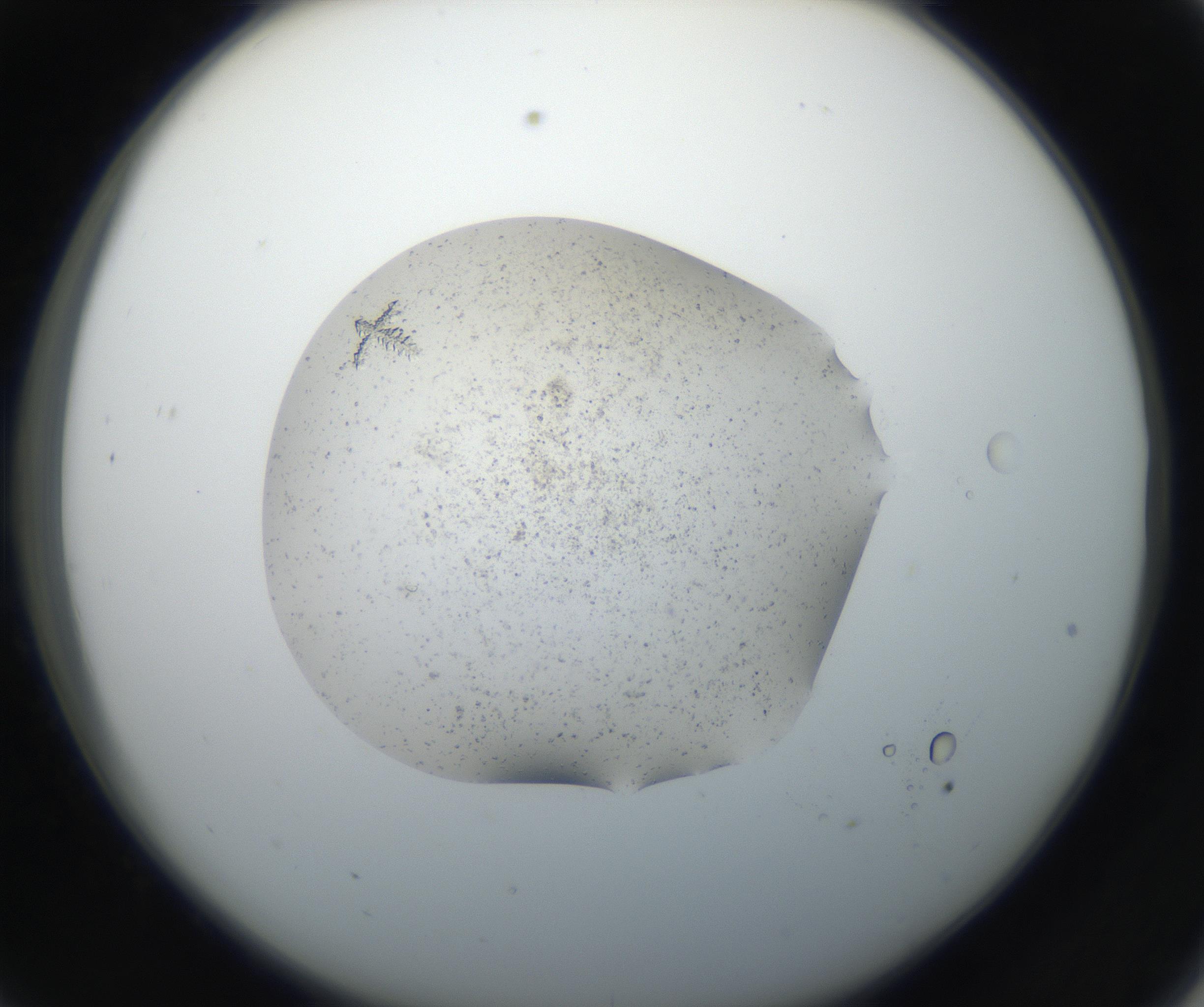 RI01_03_000_0212_Proj1_Clon1_MC_0000MC102610_005_160806_09_03_02_00_99_002_001_RAI.jpg
