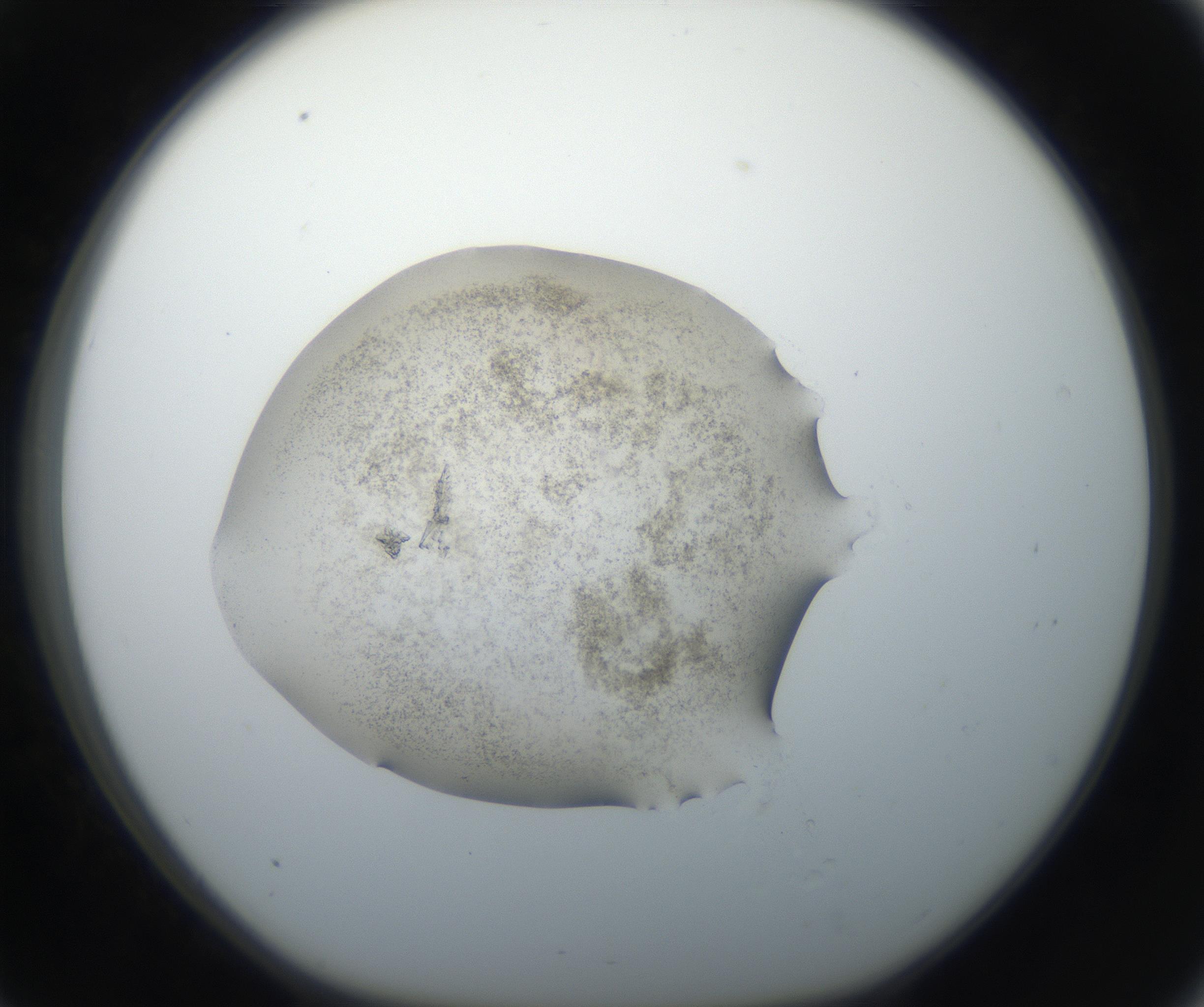 RI01_03_000_0212_Proj1_Clon1_MC_0000MC102610_006_160808_09_03_01_00_99_002_001_RAI.jpg
