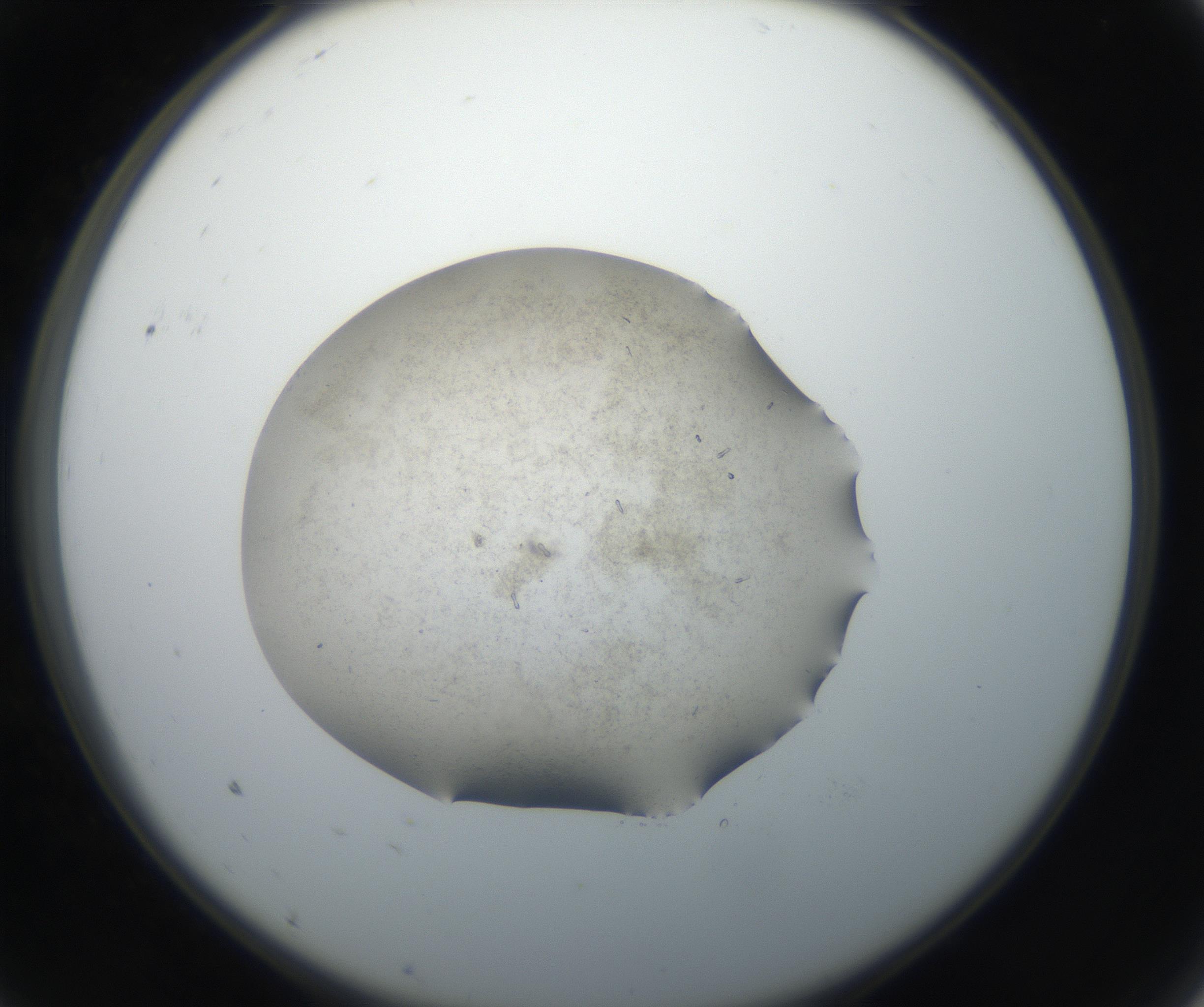 RI01_03_000_0212_Proj1_Clon1_MC_0000MC102611_005_160806_09_01_02_00_99_002_001_RAI.jpg