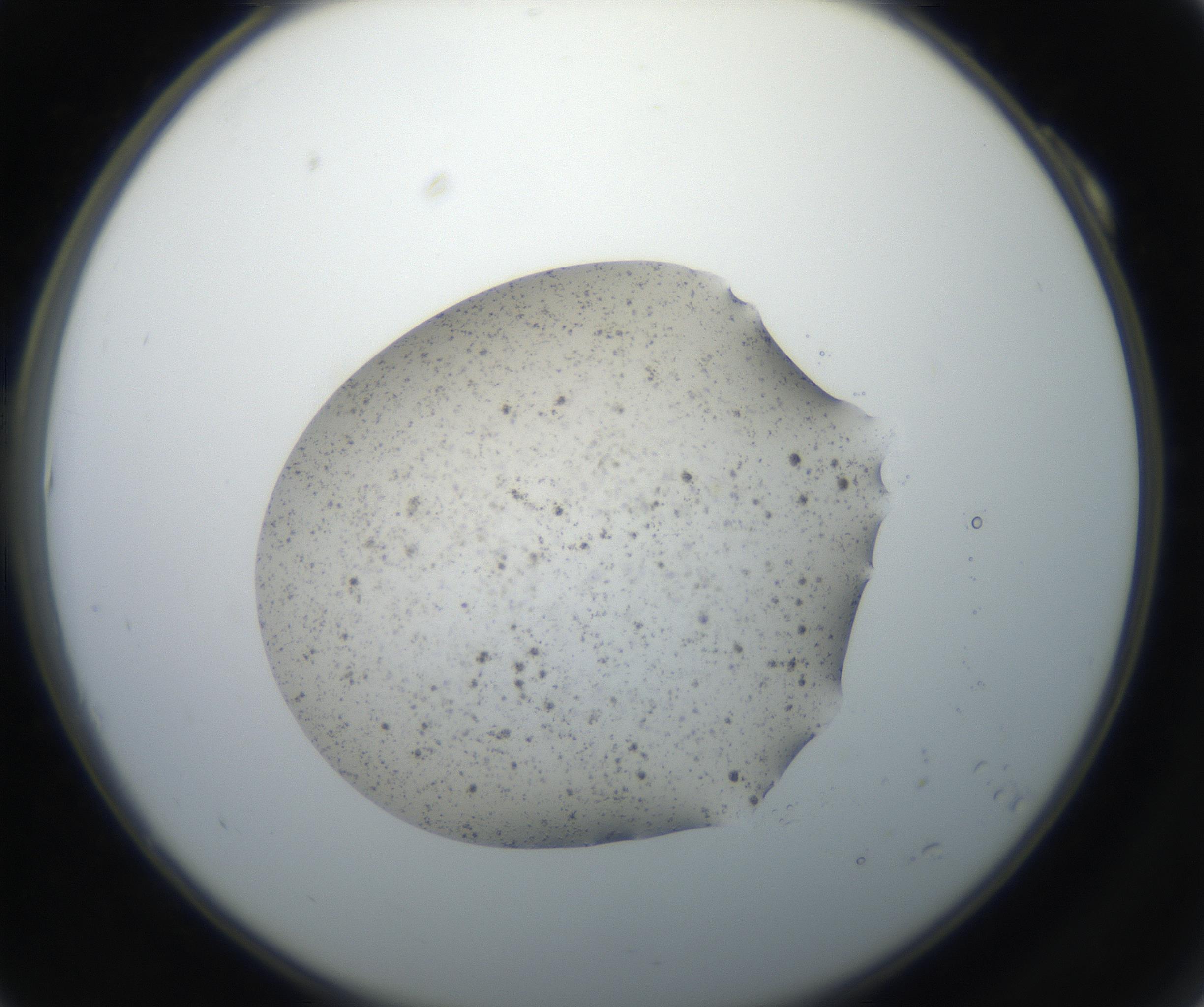 RI01_03_000_0212_Proj1_Clon1_MC_0000MC102611_005_160806_10_01_02_00_99_002_001_RAI.jpg