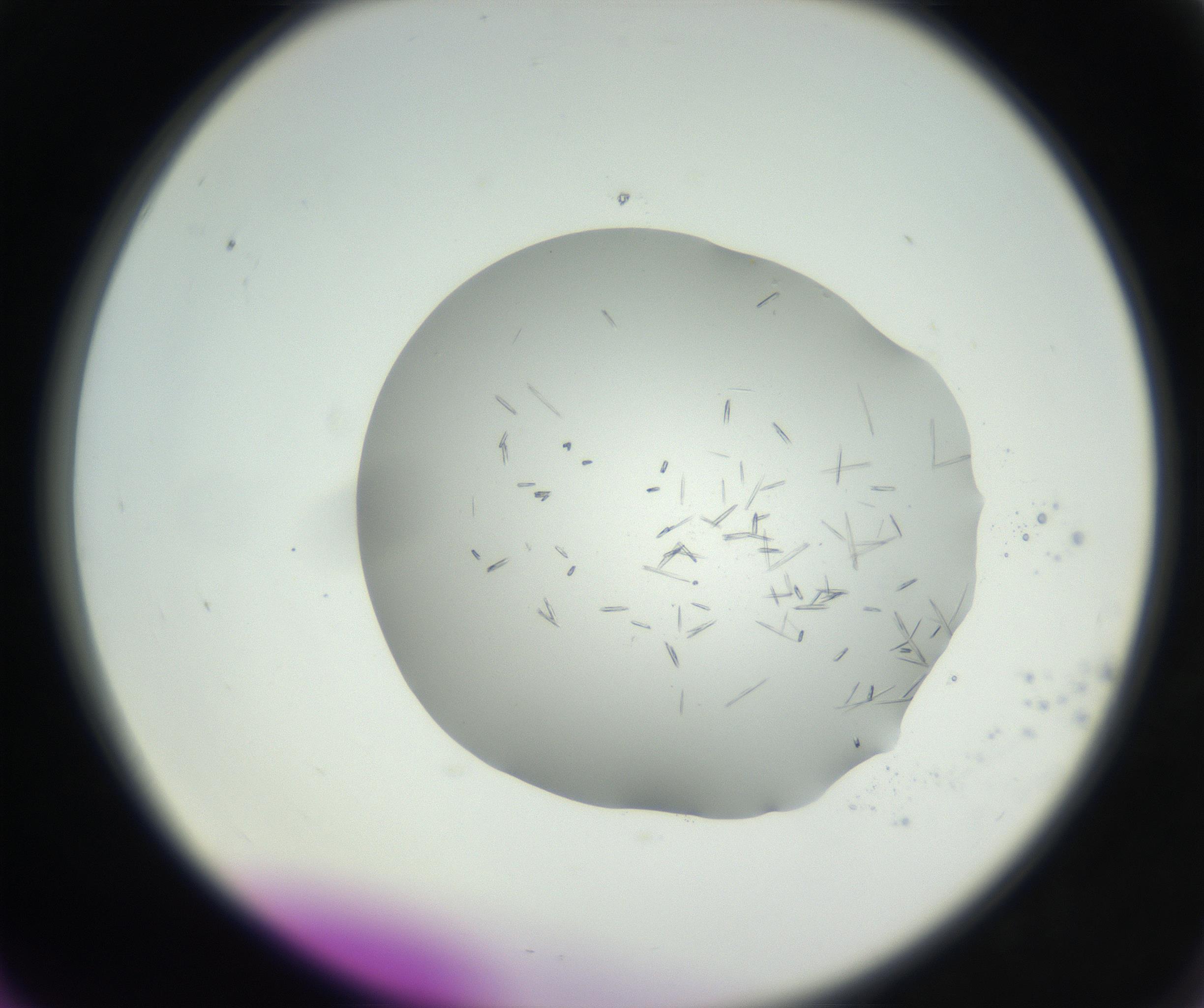 RI01_03_000_0212_Proj1_Clon1_MC_0000MC102612_008_160820_06_06_02_00_99_002_001_RAI.jpg