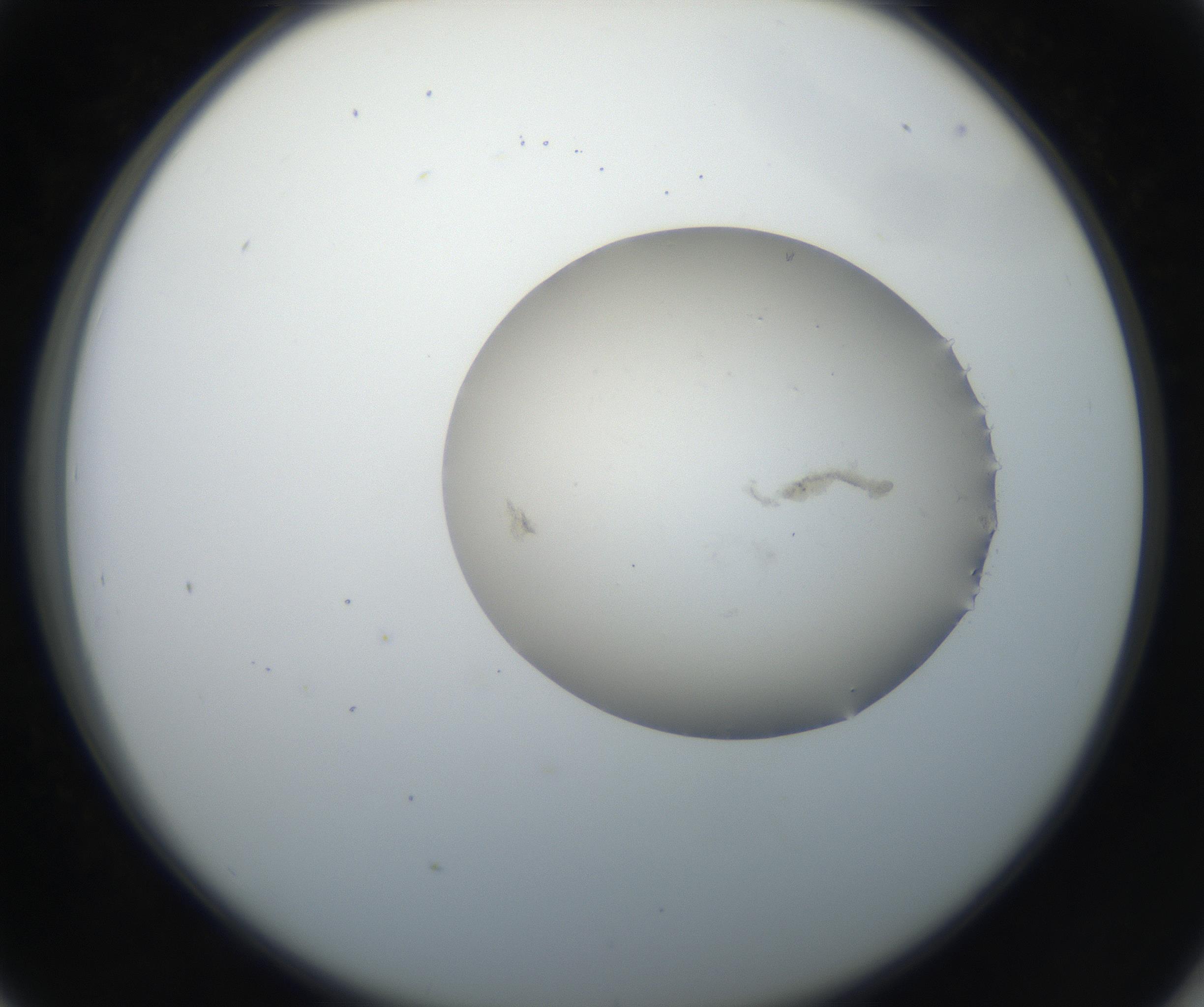 RI01_03_000_0212_Proj1_Clon1_MC_0000MC102616_004_160807_05_04_02_00_99_002_001_RAI.jpg