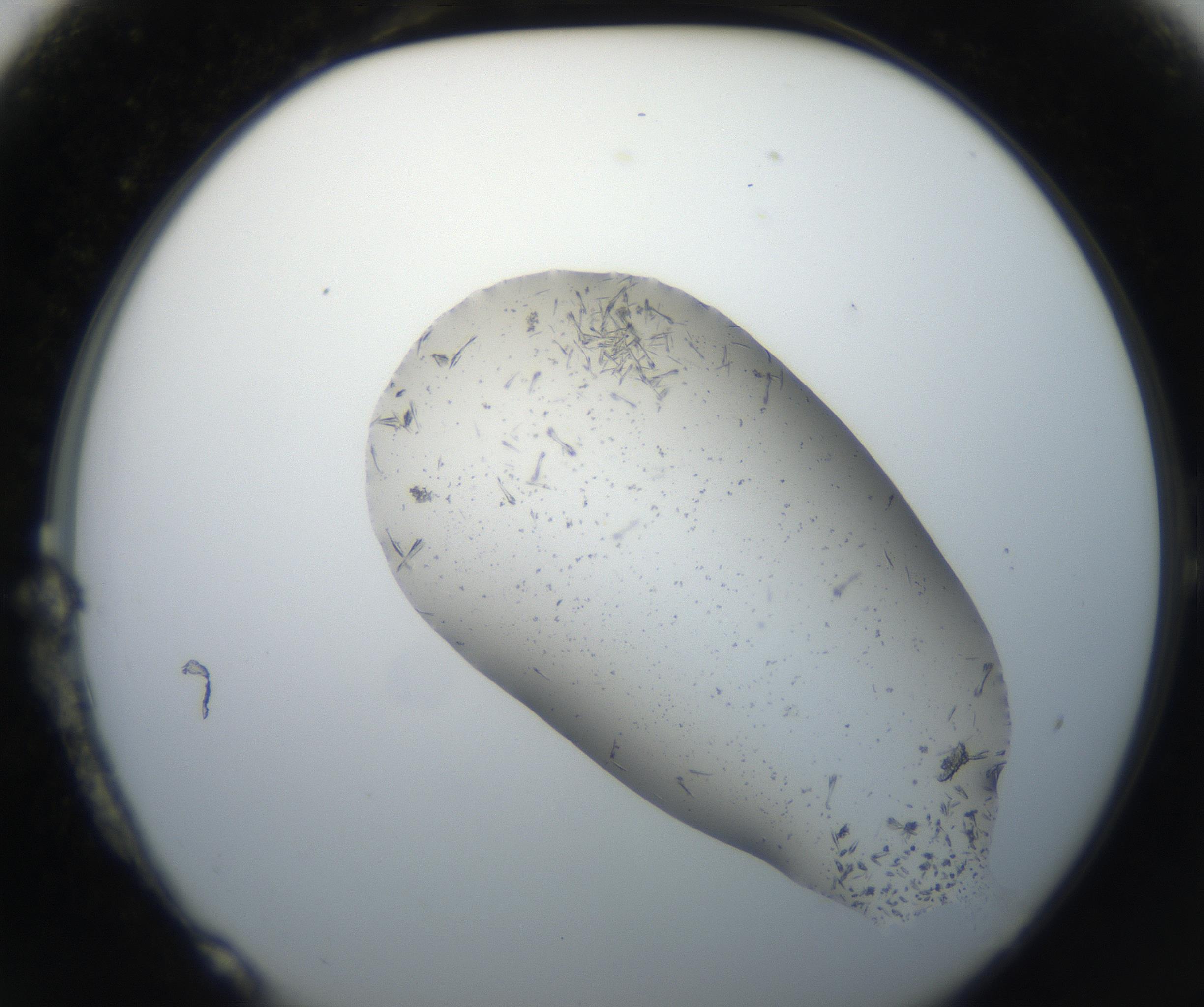 RI01_03_000_0212_Proj1_Clon1_MC_0000MC102619_003_160807_01_01_02_00_99_002_001_RAI.jpg