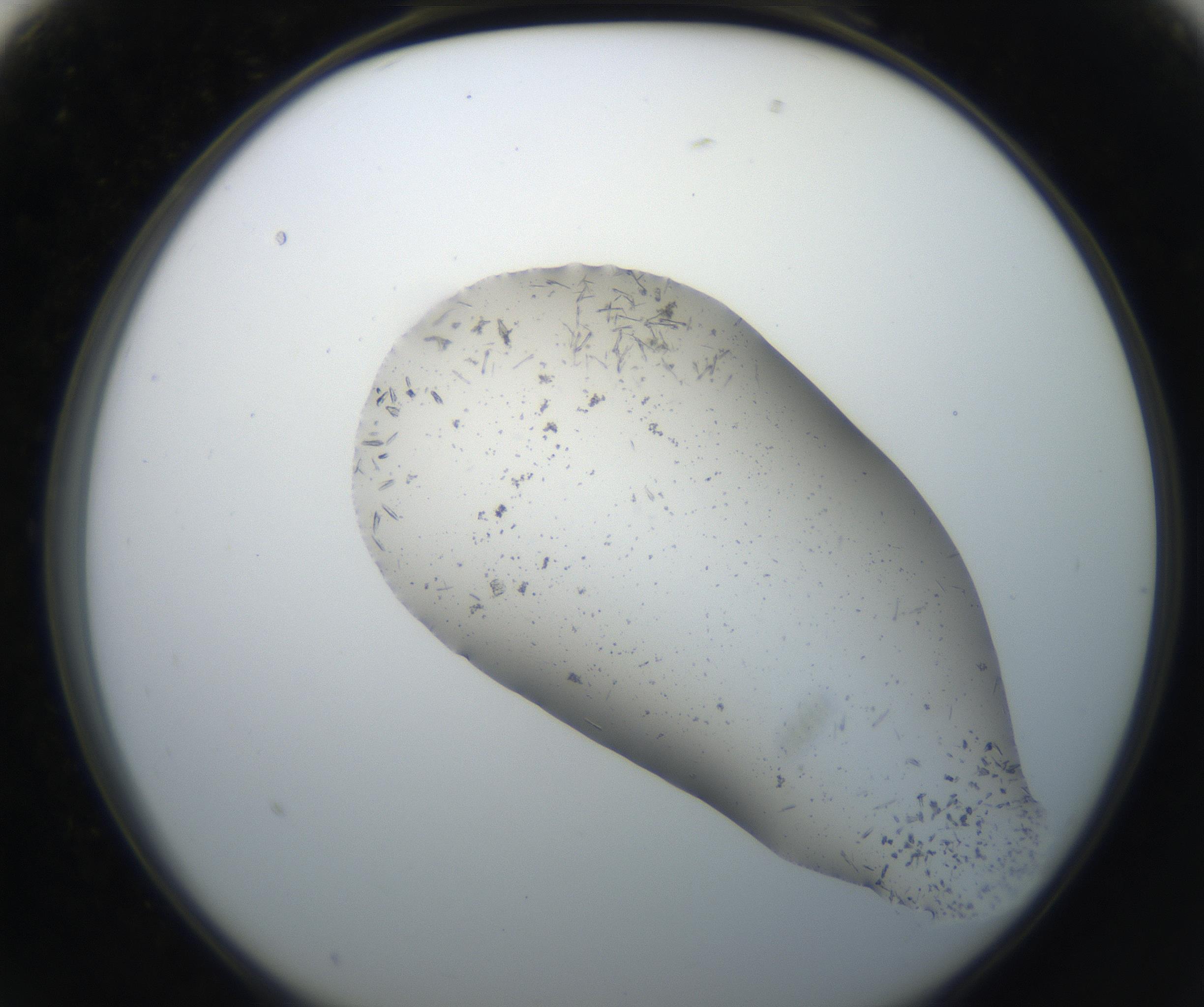 RI01_03_000_0212_Proj1_Clon1_MC_0000MC102619_003_160807_01_02_02_00_99_002_001_RAI.jpg