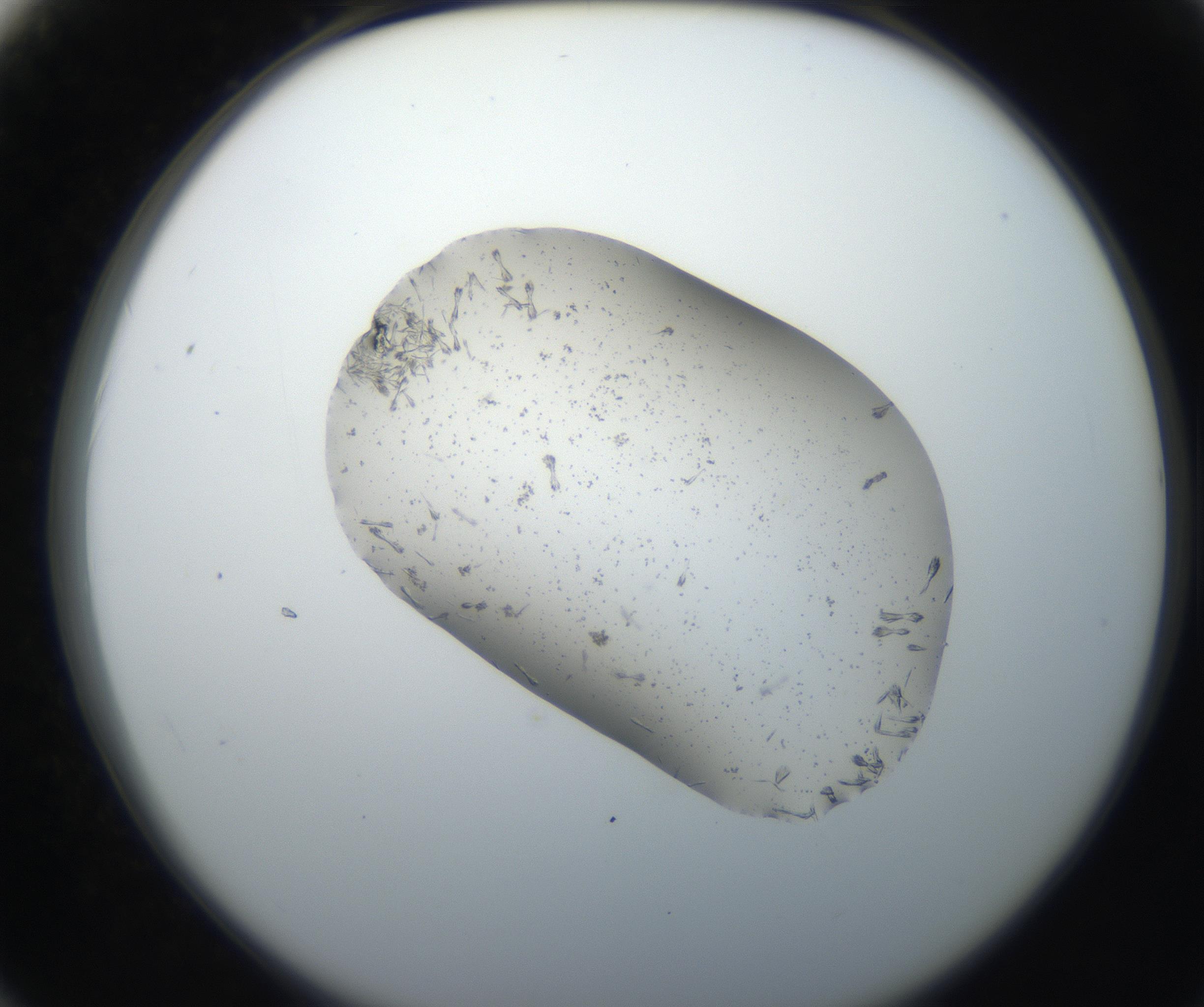 RI01_03_000_0212_Proj1_Clon1_MC_0000MC102619_003_160807_02_06_02_00_99_002_001_RAI.jpg