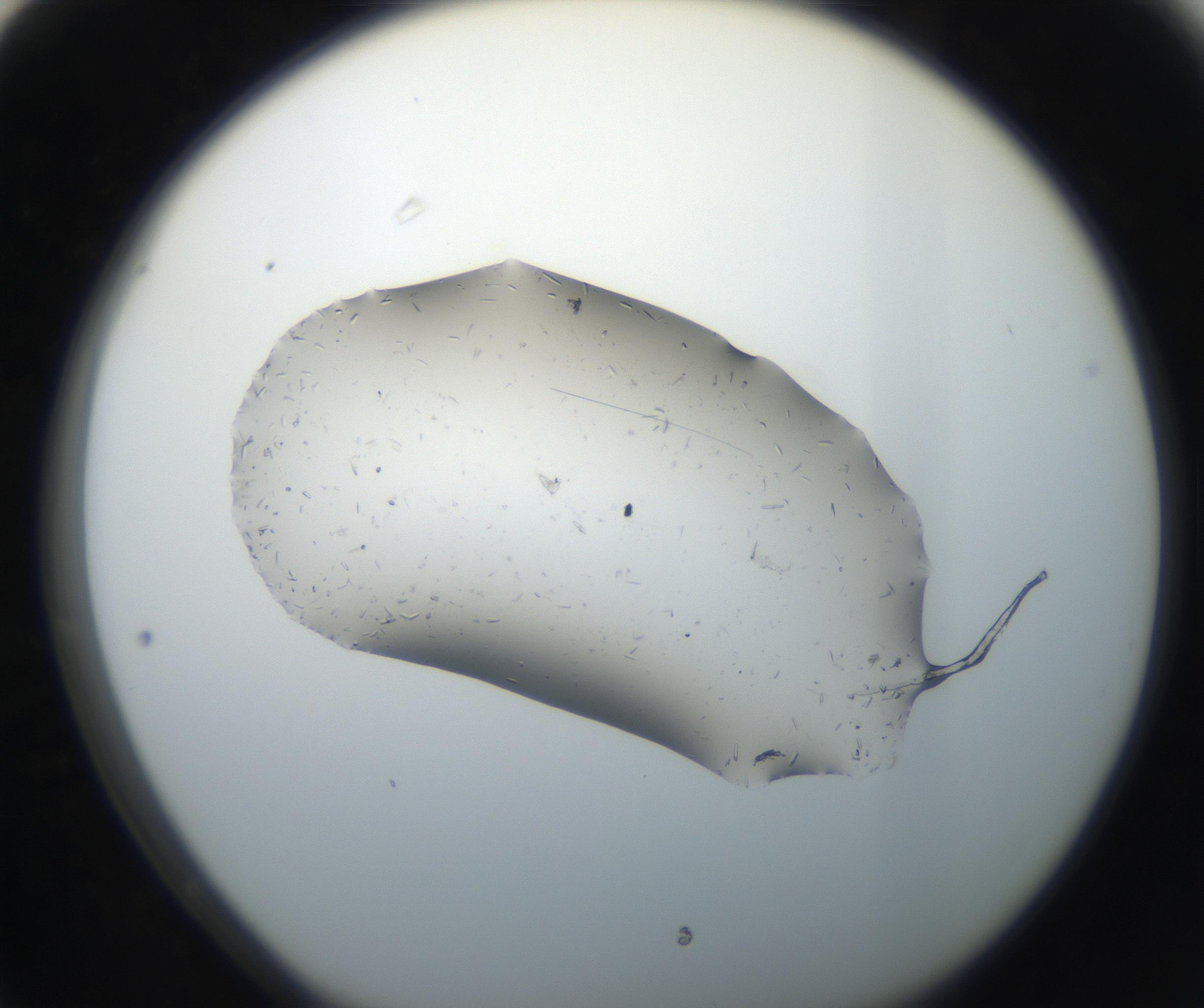 RI01_03_000_0212_Proj1_Clon1_MC_0000MC102619_003_160807_03_06_01_00_99_002_001_RAI.jpg