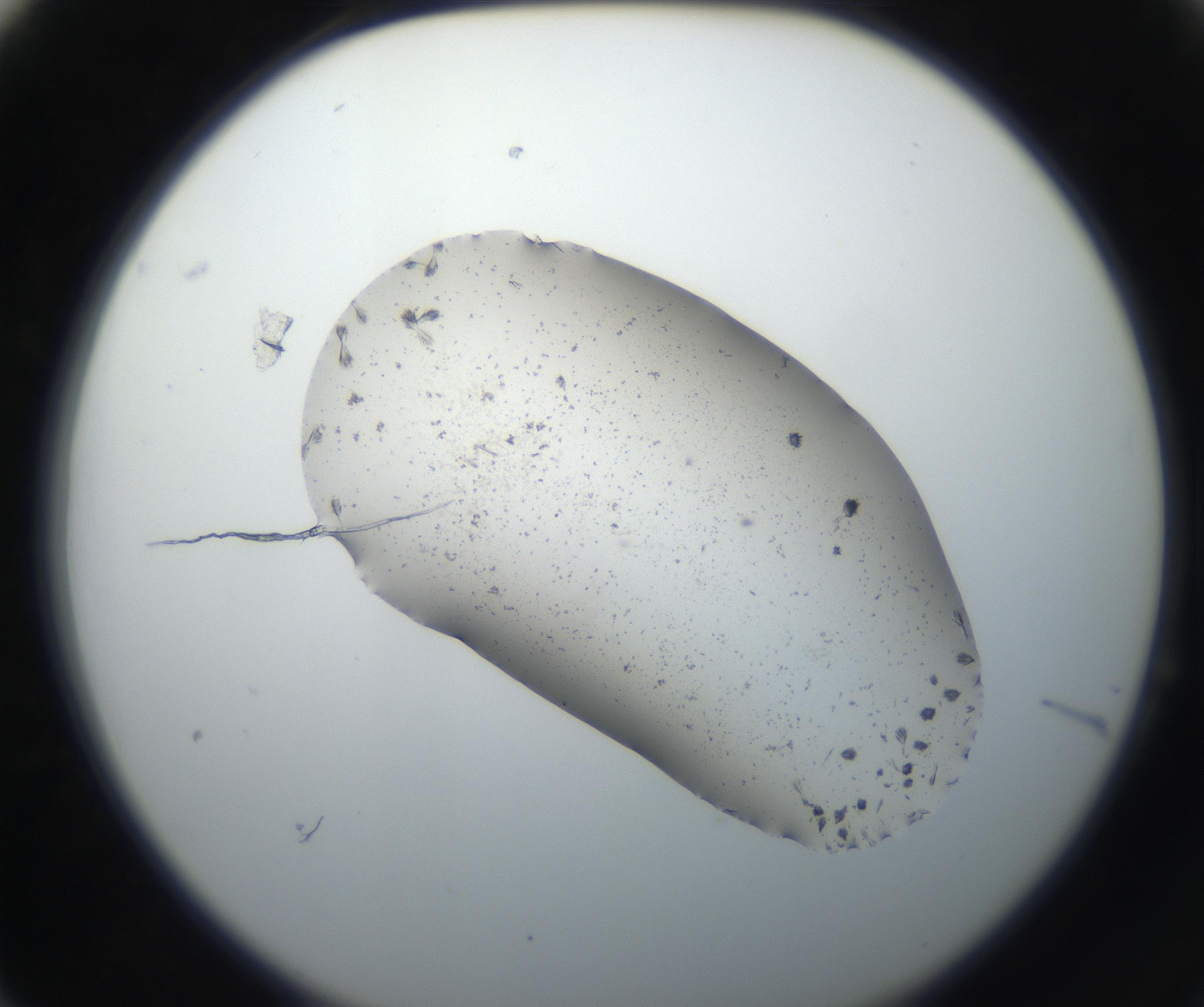 RI01_03_000_0212_Proj1_Clon1_MC_0000MC102619_003_160807_04_06_02_00_99_002_001_RAI.jpg