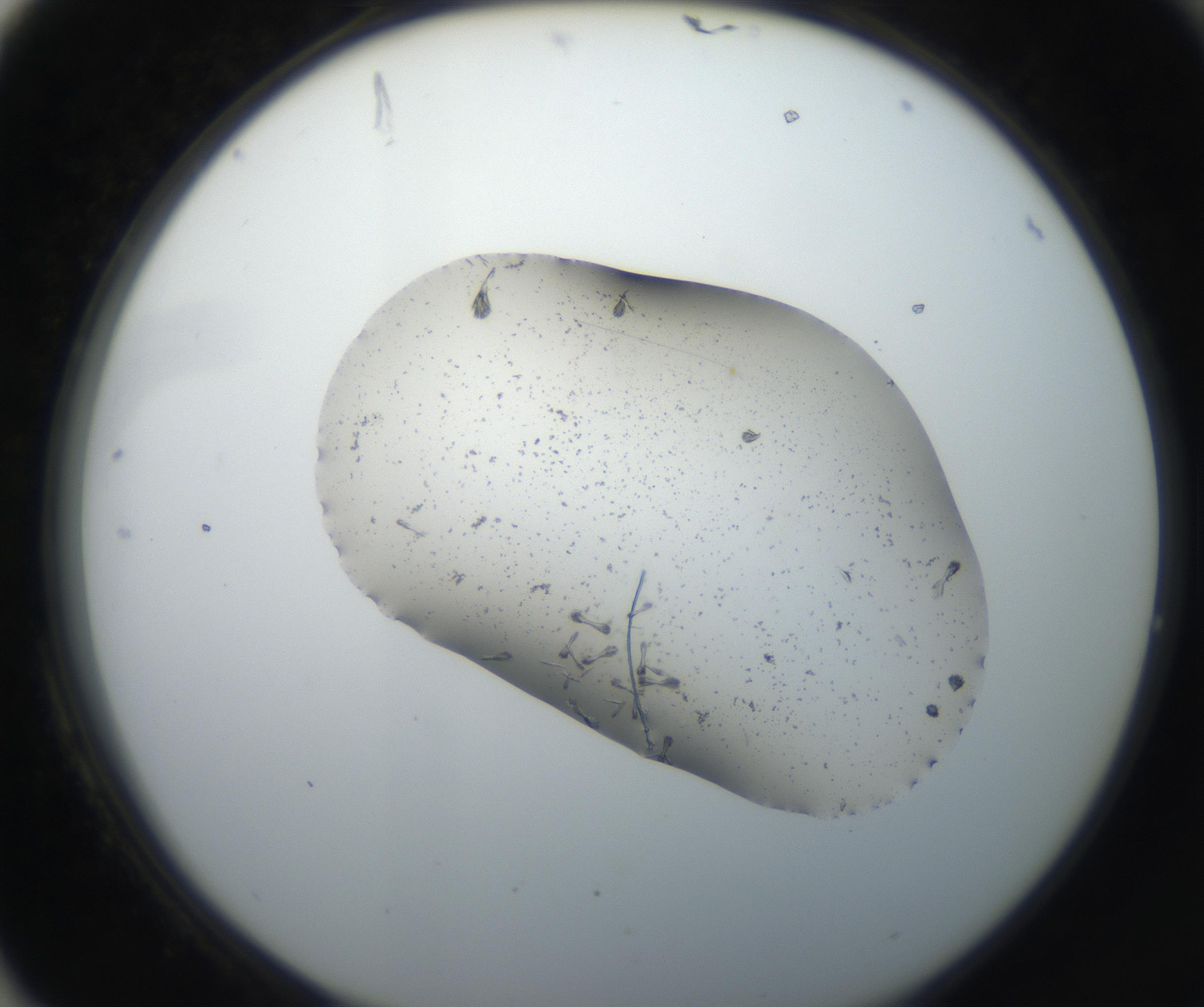 RI01_03_000_0212_Proj1_Clon1_MC_0000MC102619_003_160807_04_08_02_00_99_002_001_RAI.jpg