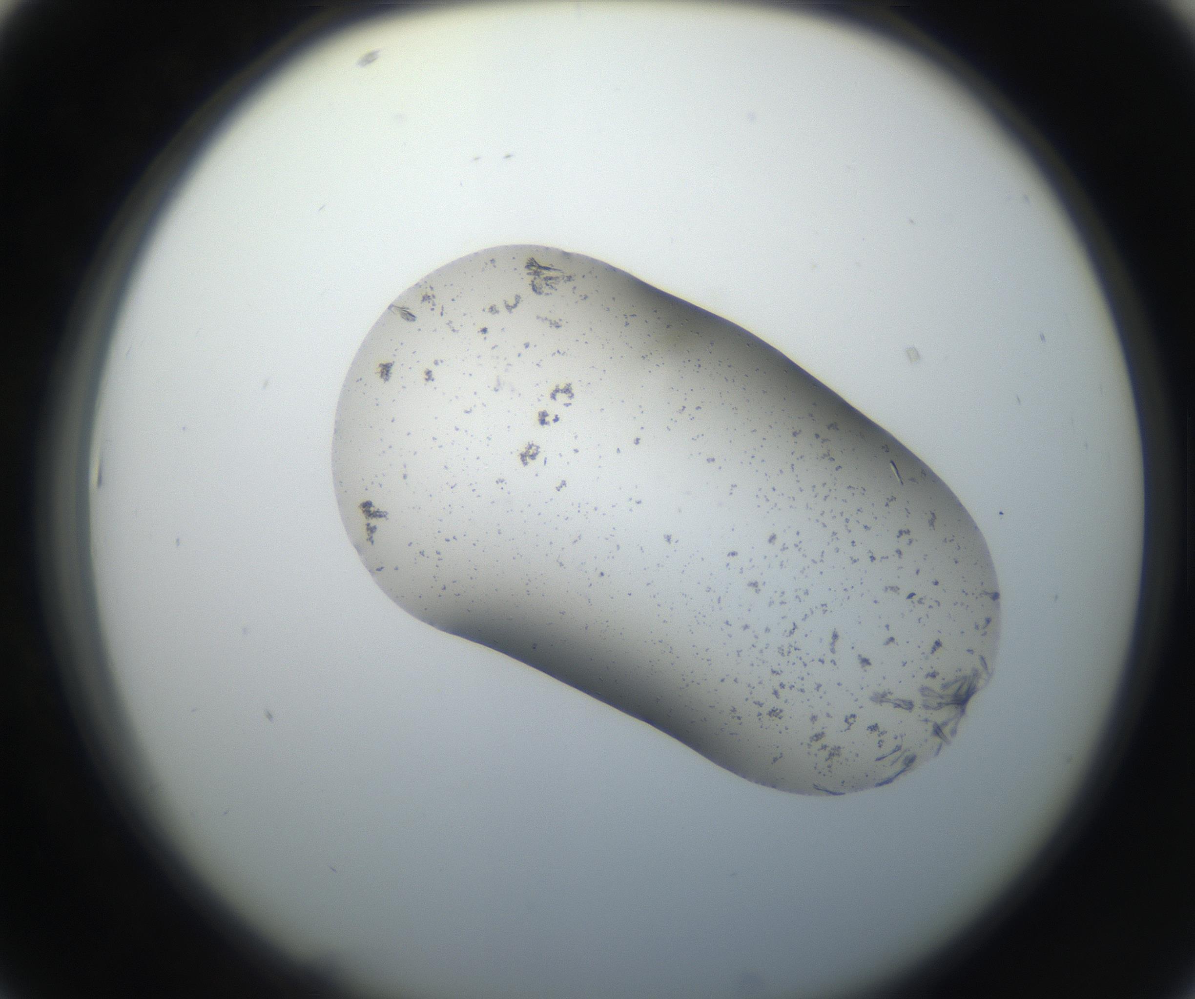 RI01_03_000_0212_Proj1_Clon1_MC_0000MC102619_003_160807_07_04_02_00_99_002_001_RAI.jpg