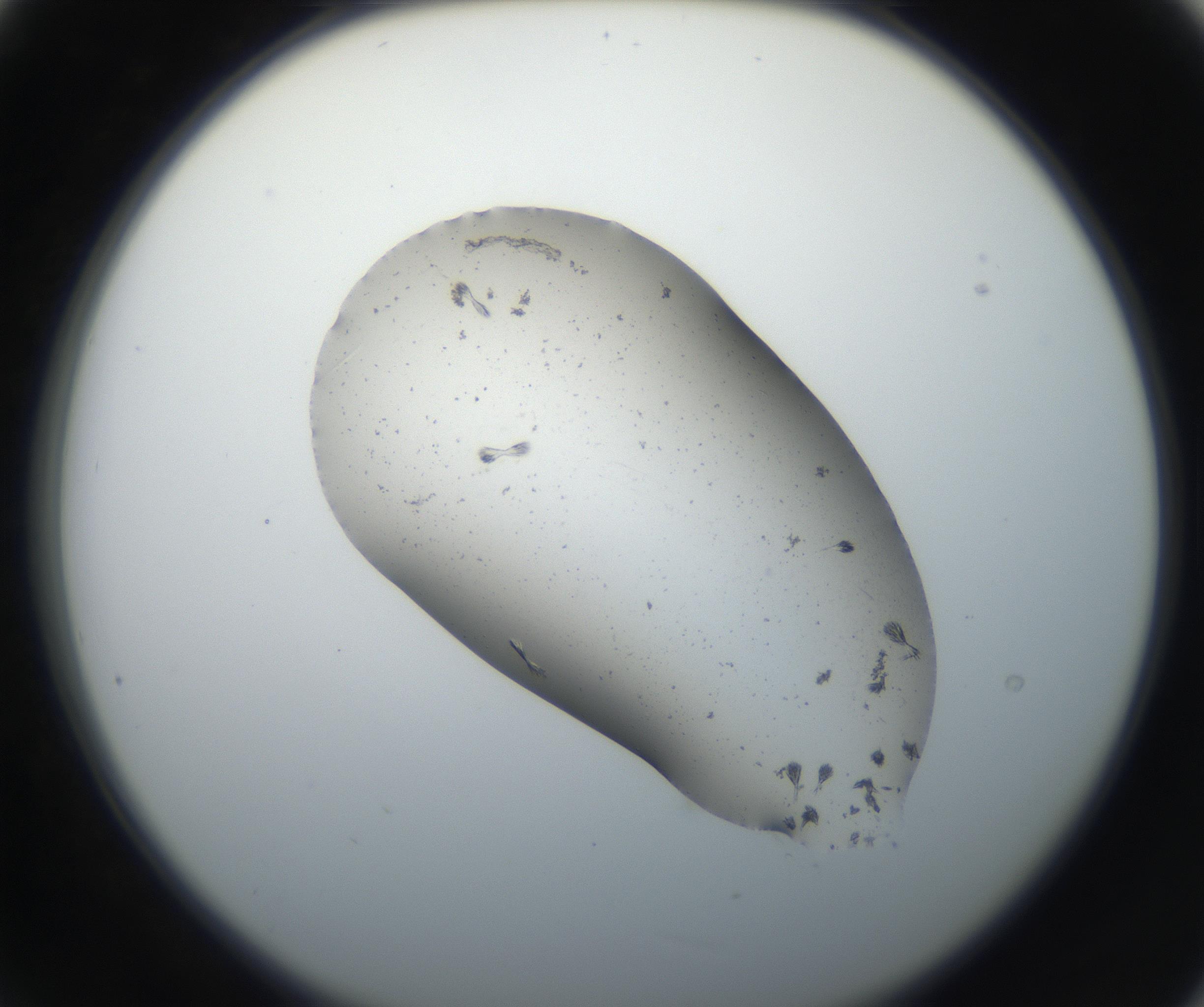 RI01_03_000_0212_Proj1_Clon1_MC_0000MC102619_003_160807_09_02_02_00_99_002_001_RAI.jpg