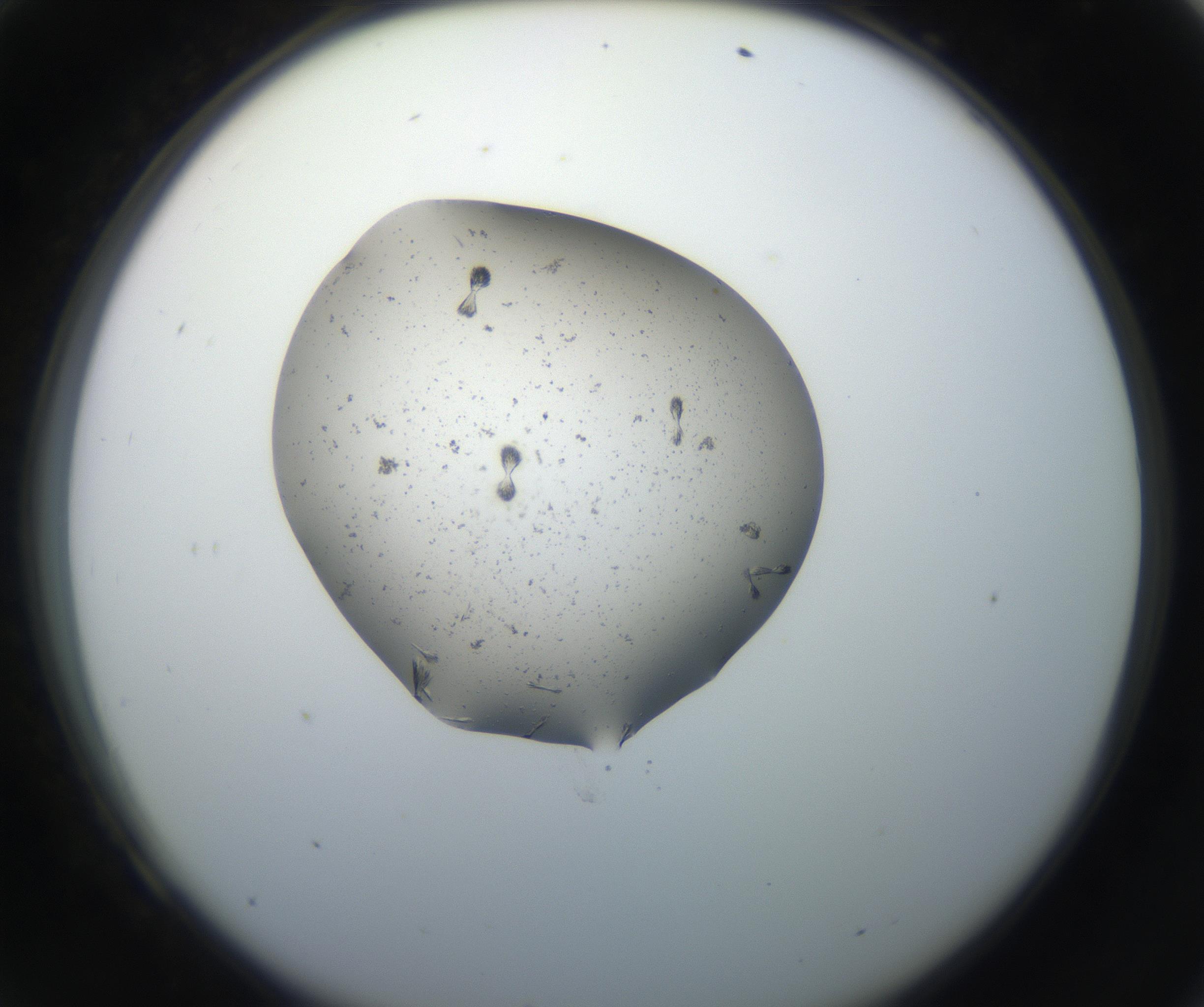 RI01_03_000_0212_Proj1_Clon1_MC_0000MC102619_003_160807_09_06_02_00_99_002_001_RAI.jpg