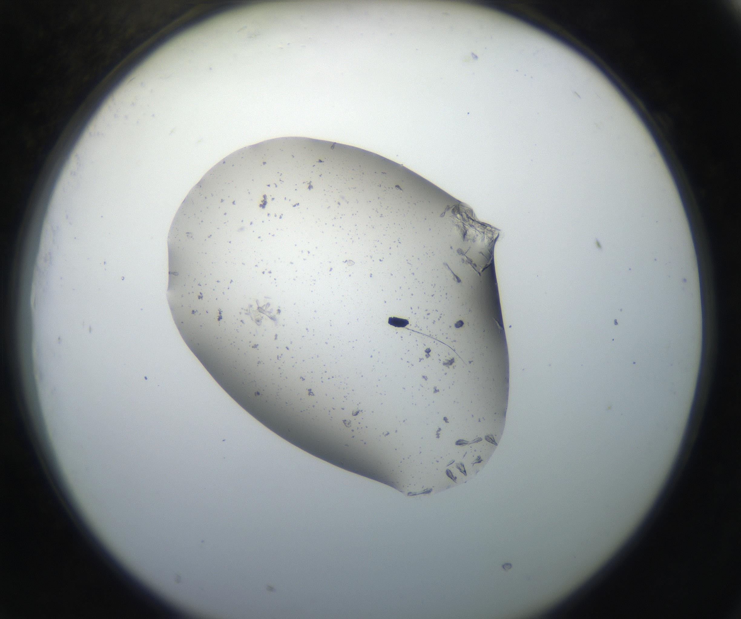 RI01_03_000_0212_Proj1_Clon1_MC_0000MC102619_003_160807_09_07_02_00_99_002_001_RAI.jpg