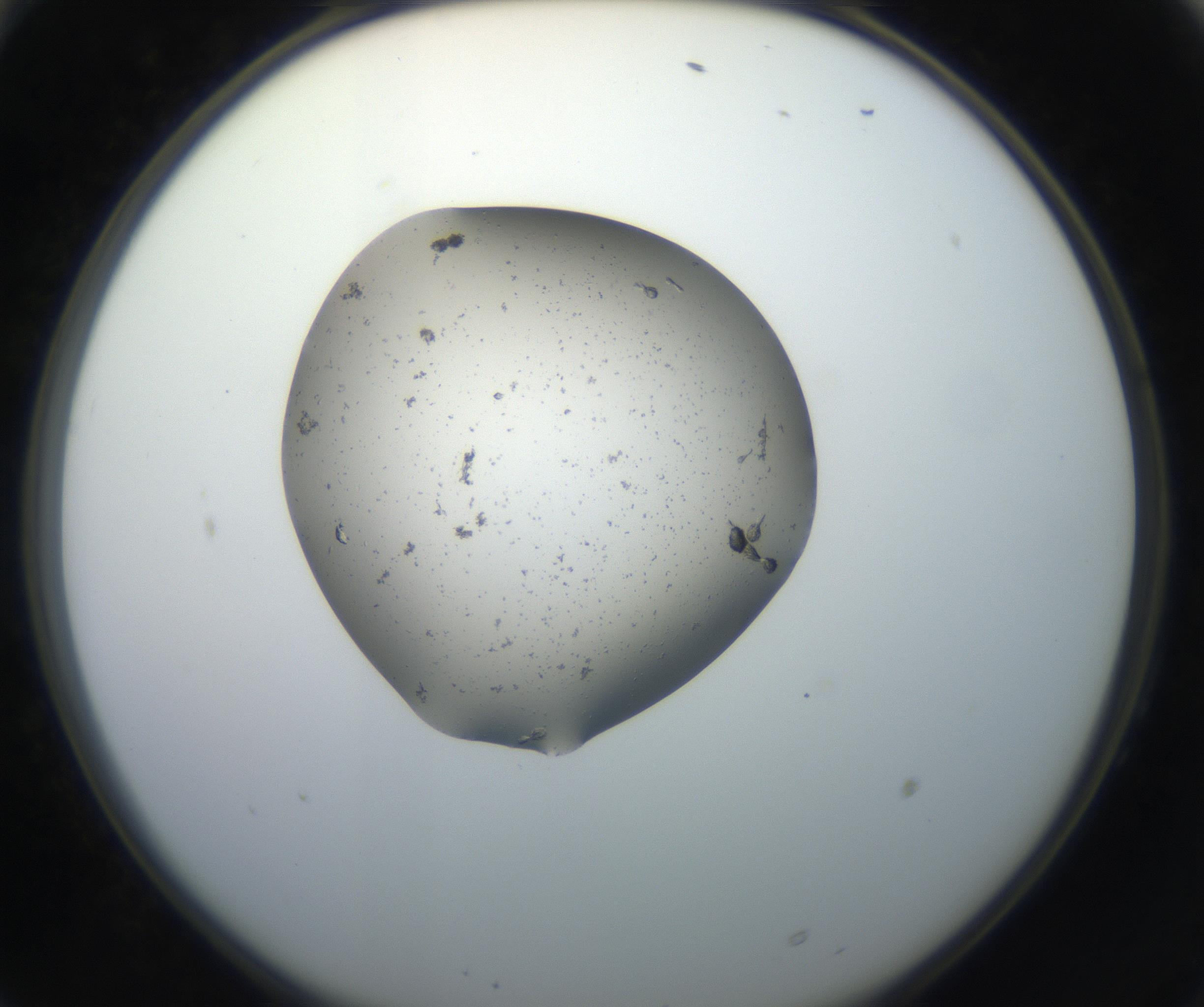 RI01_03_000_0212_Proj1_Clon1_MC_0000MC102619_003_160807_10_06_02_00_99_002_001_RAI.jpg