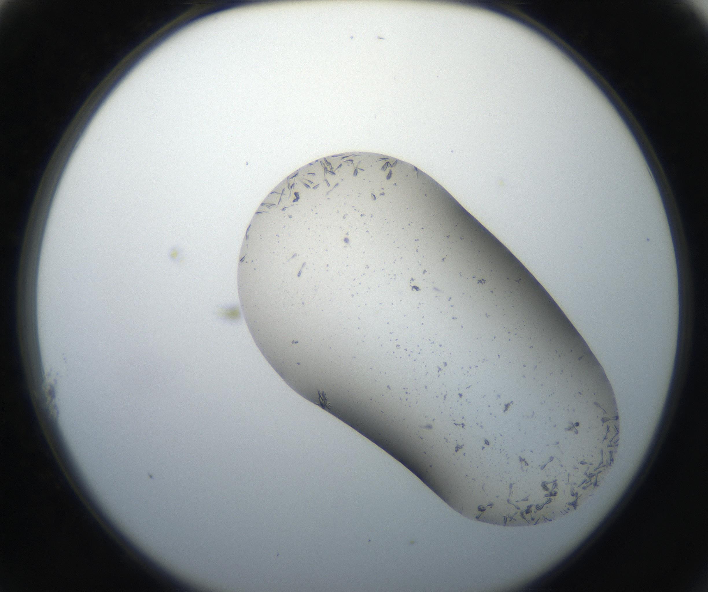 RI01_03_000_0212_Proj1_Clon1_MC_0000MC102619_003_160807_11_01_02_00_99_002_001_RAI.jpg