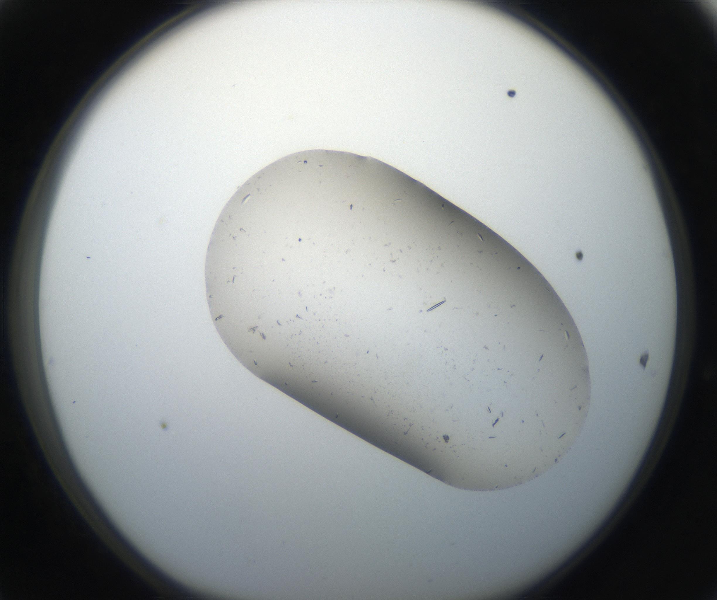 RI01_03_000_0212_Proj1_Clon1_MC_0000MC102619_004_160809_11_04_01_00_99_002_001_RAI.jpg