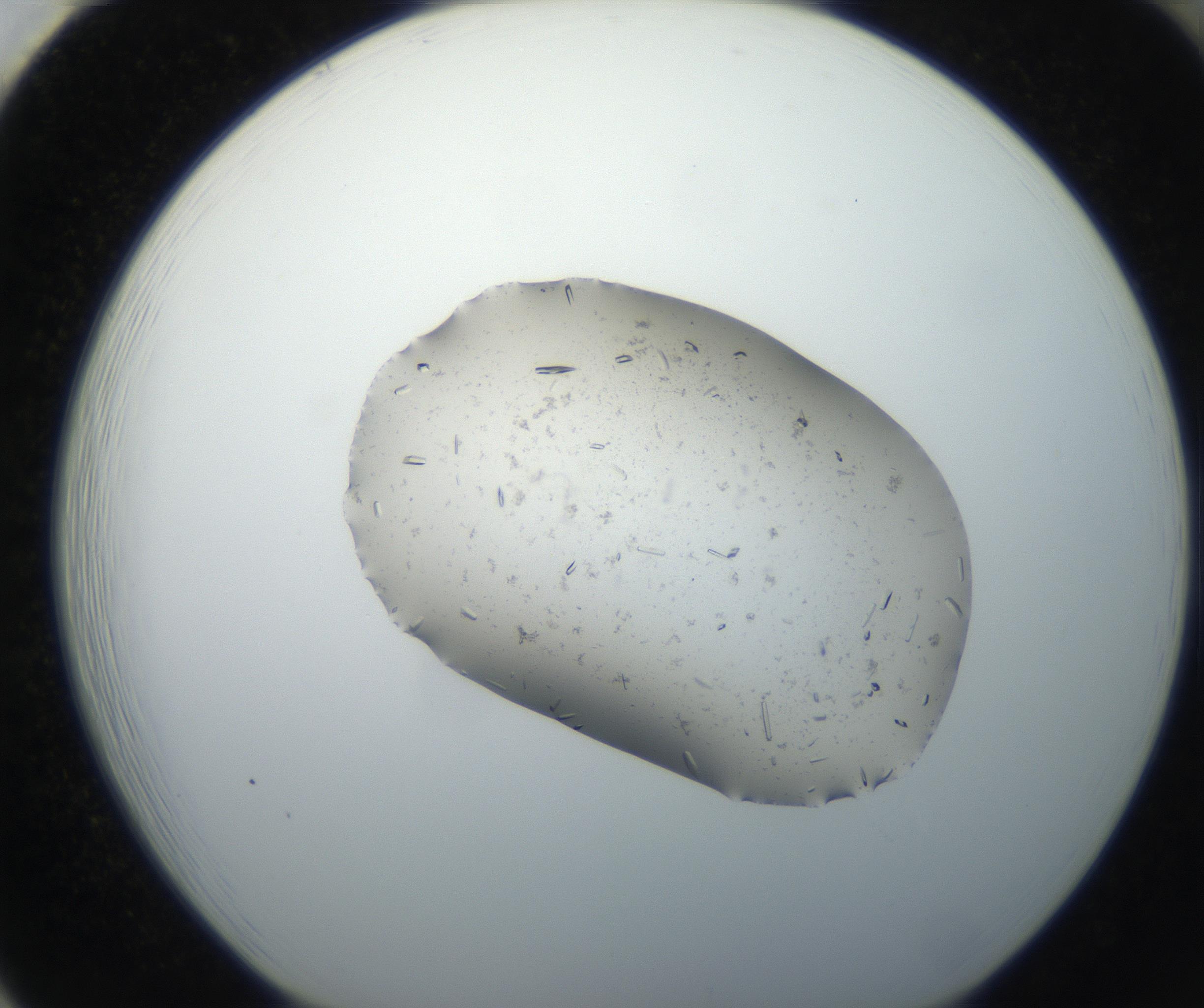 RI01_03_000_0212_Proj1_Clon1_MC_0000MC102619_005_160811_01_08_01_00_99_002_001_RAI.jpg