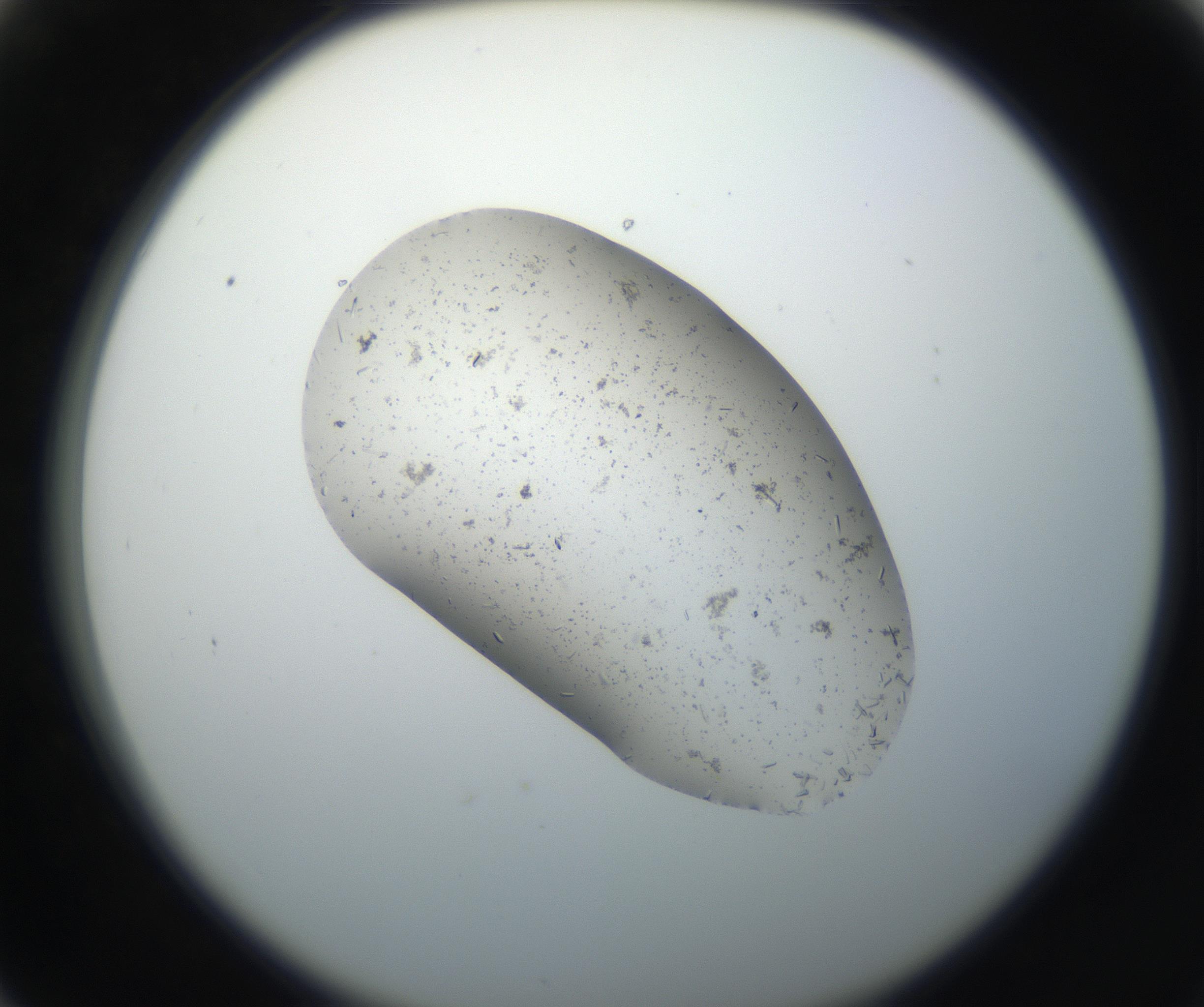 RI01_03_000_0212_Proj1_Clon1_MC_0000MC102619_005_160811_06_06_02_00_99_002_001_RAI.jpg