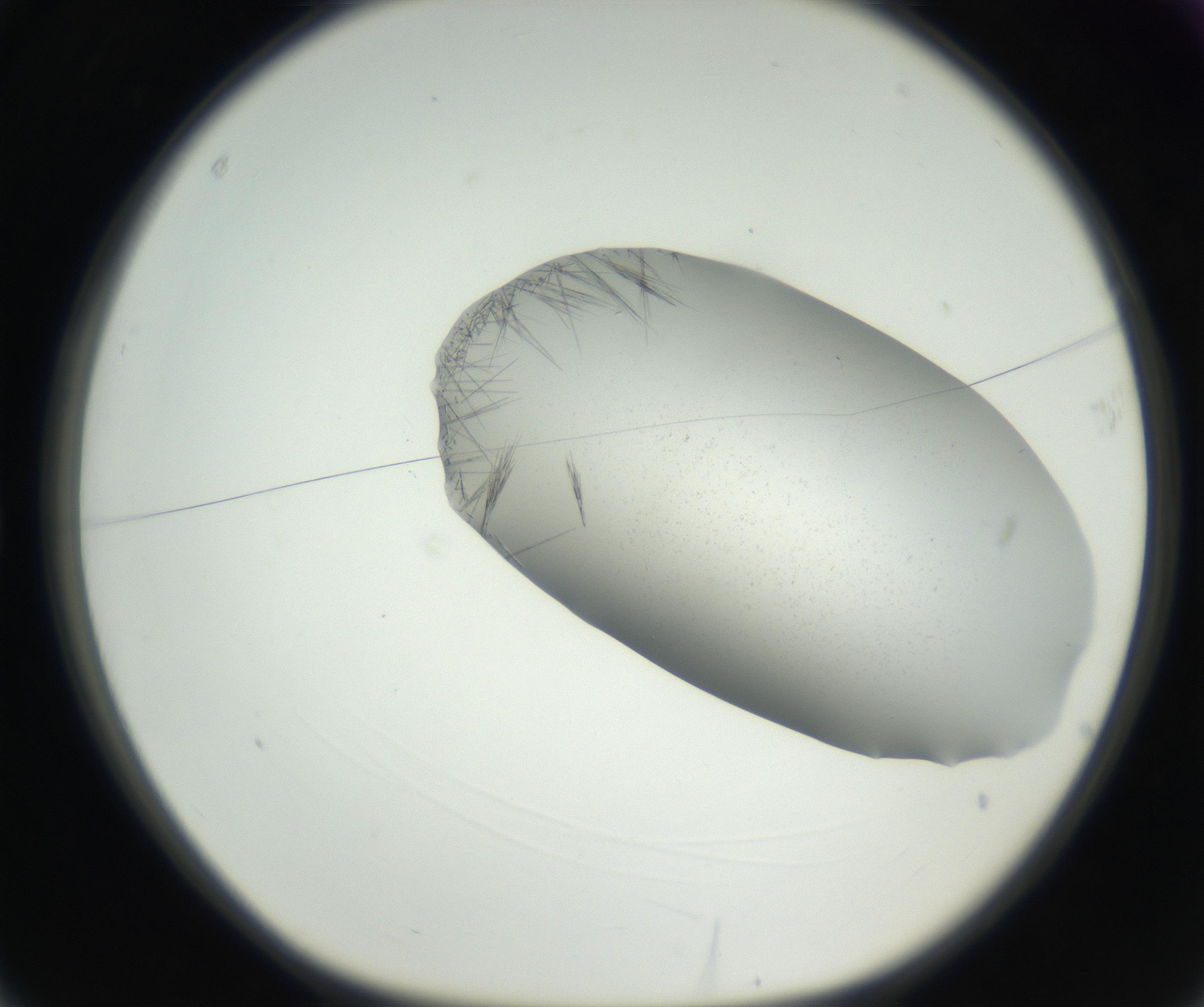 RI01_03_000_0212_Proj1_Clon1_MC_0000MC102622_003_160808_03_01_01_00_99_002_001_RAI.jpg