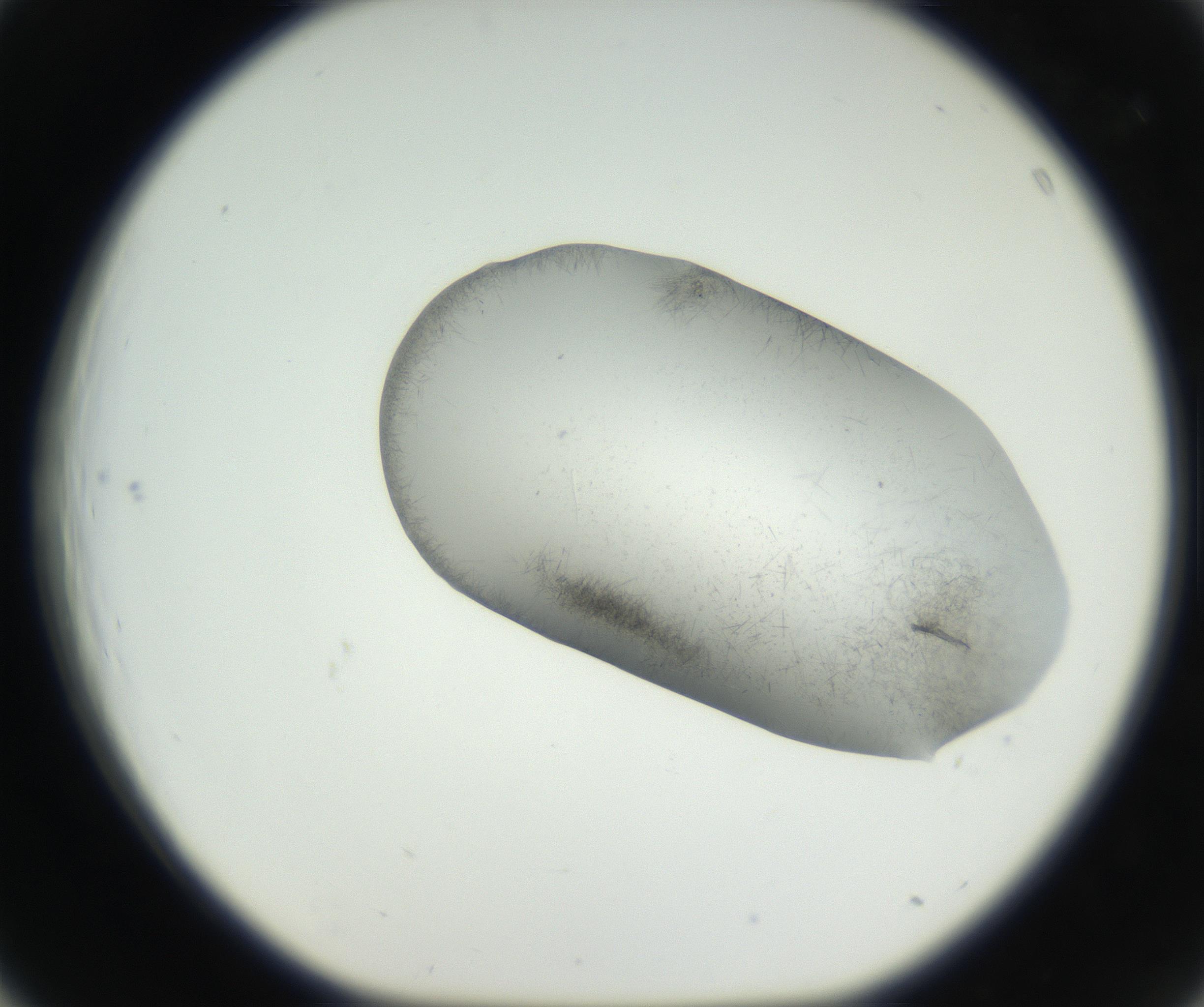 RI01_03_000_0212_Proj1_Clon1_MC_0000MC102622_003_160808_03_04_01_00_99_002_001_RAI.jpg