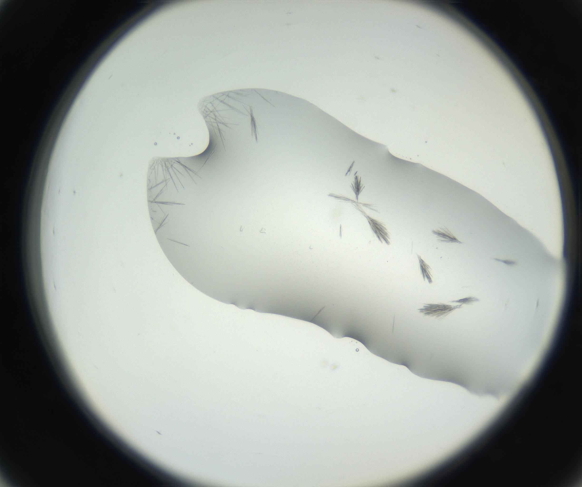 RI01_03_000_0212_Proj1_Clon1_MC_0000MC102622_003_160808_03_04_02_00_99_002_001_RAI.jpg