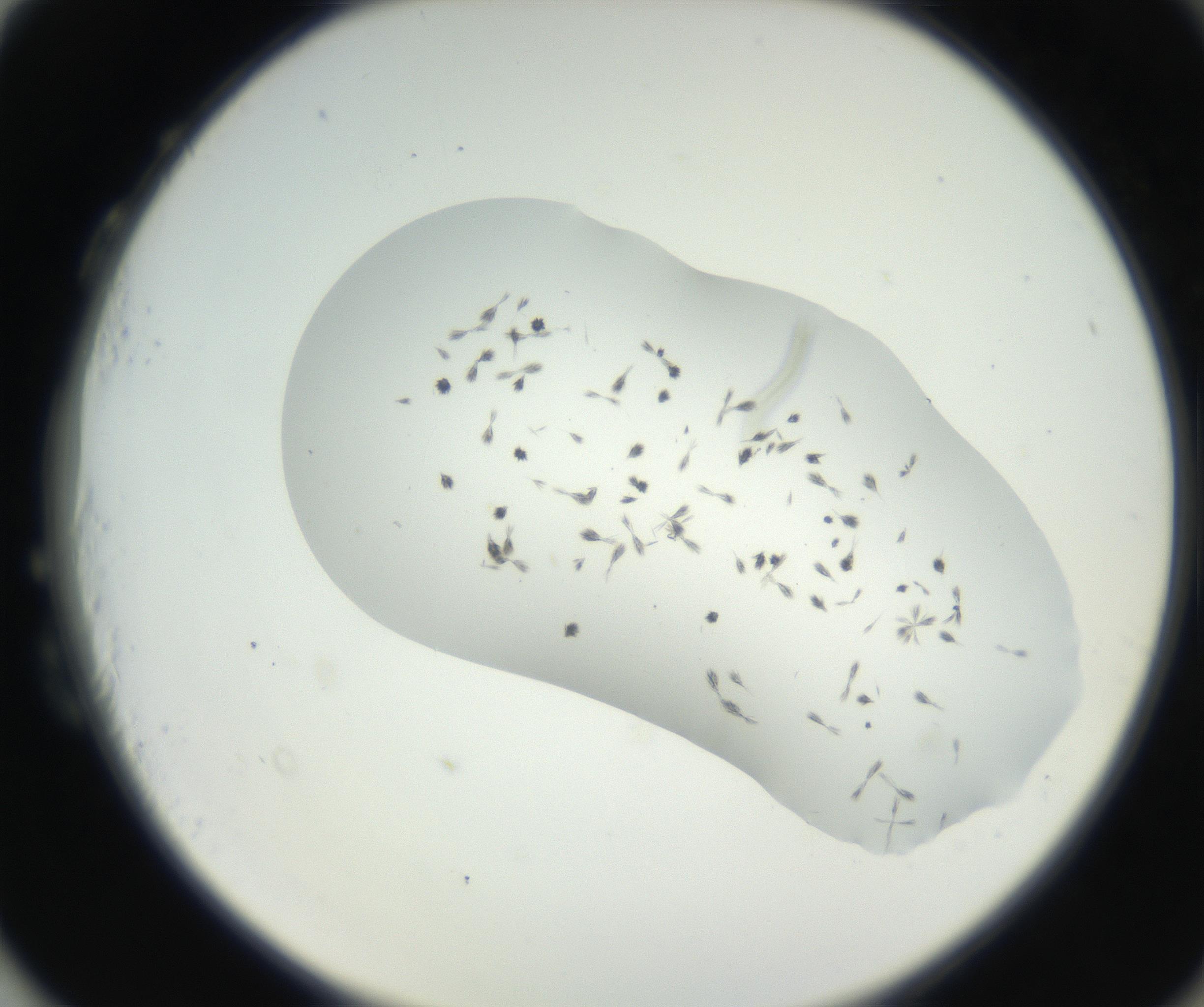 RI01_03_000_0212_Proj1_Clon1_MC_0000MC102622_003_160808_03_08_02_00_99_002_001_RAI.jpg