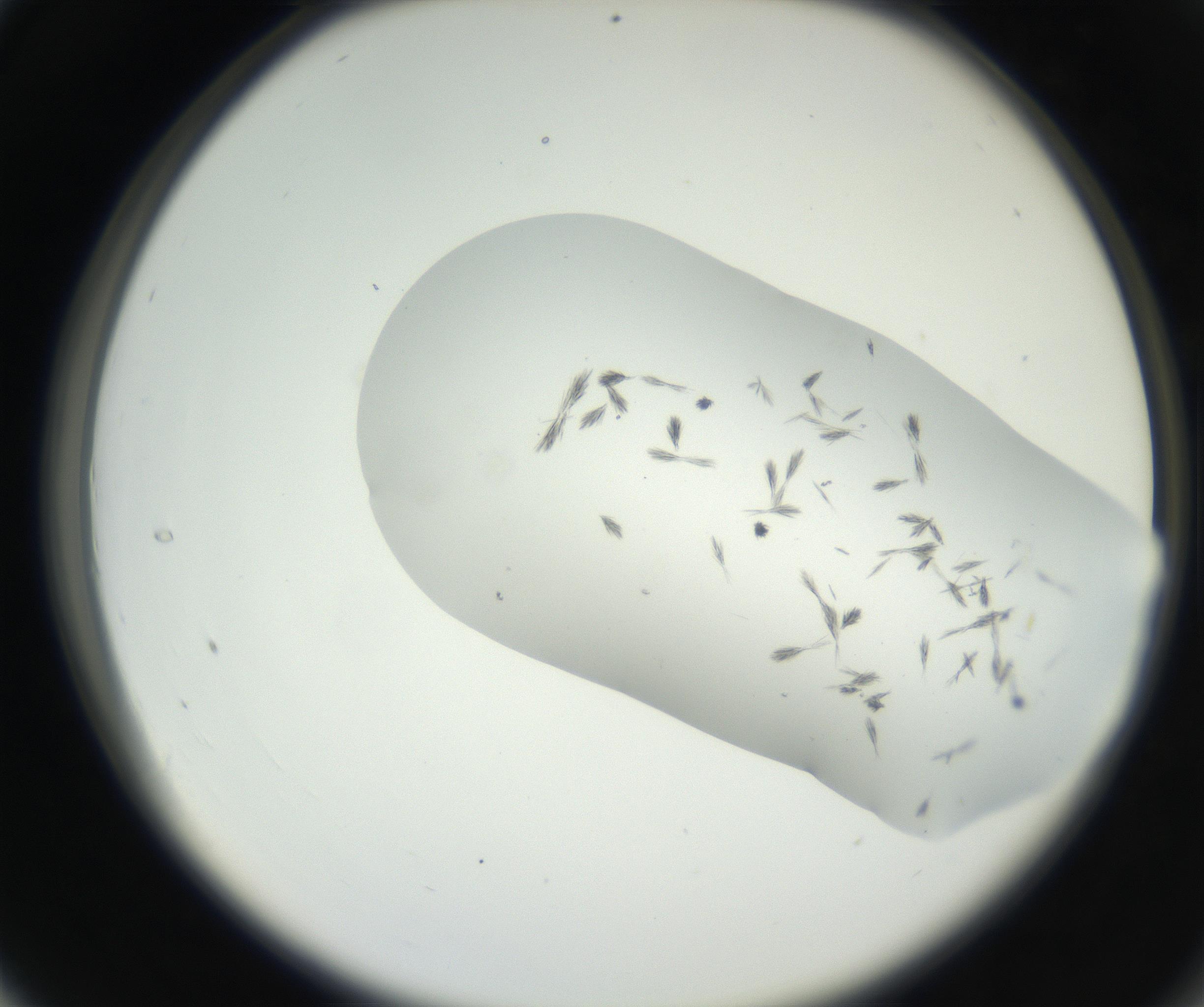 RI01_03_000_0212_Proj1_Clon1_MC_0000MC102622_003_160808_04_03_02_00_99_002_001_RAI.jpg