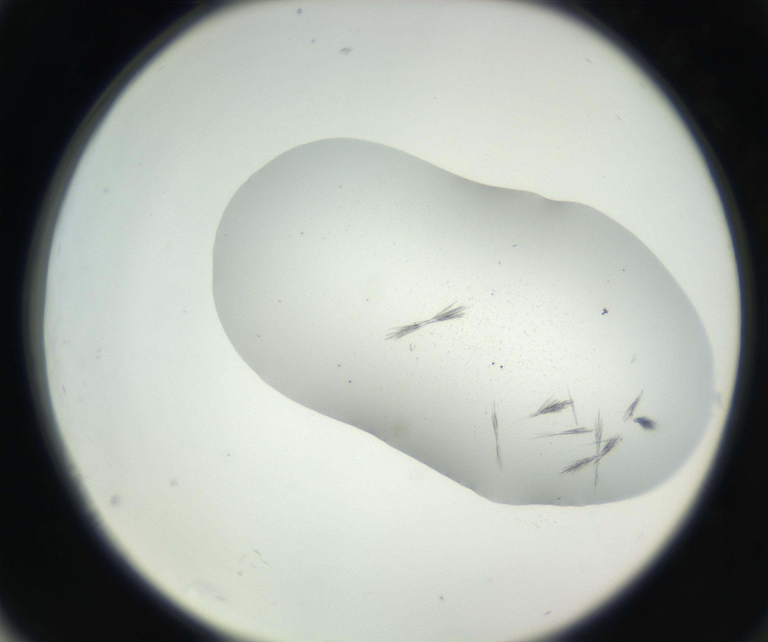 RI01_03_000_0212_Proj1_Clon1_MC_0000MC102622_003_160808_04_07_02_00_99_002_001_RAI.jpg
