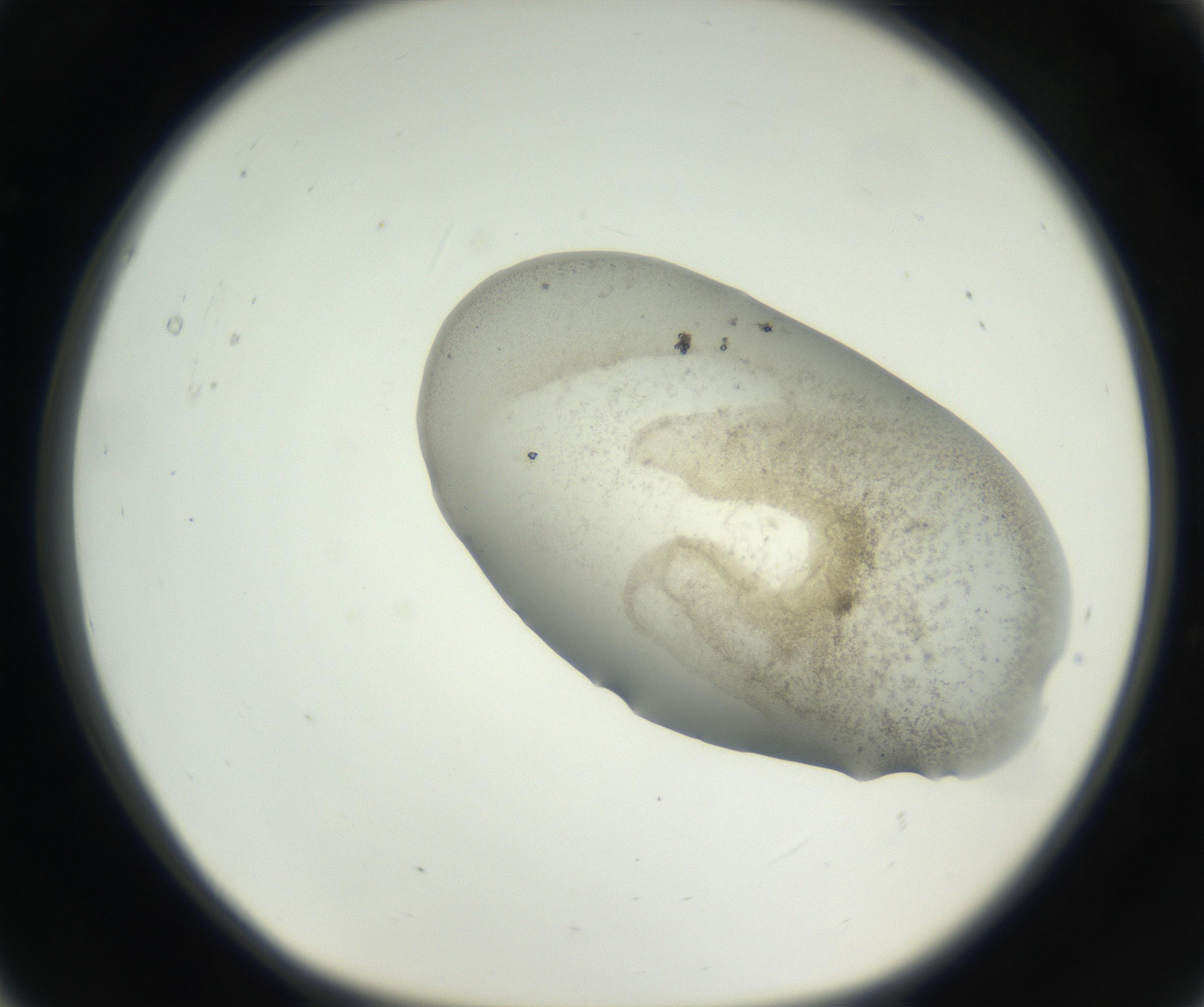 RI01_03_000_0212_Proj1_Clon1_MC_0000MC102622_003_160808_05_01_01_00_99_002_001_RAI.jpg