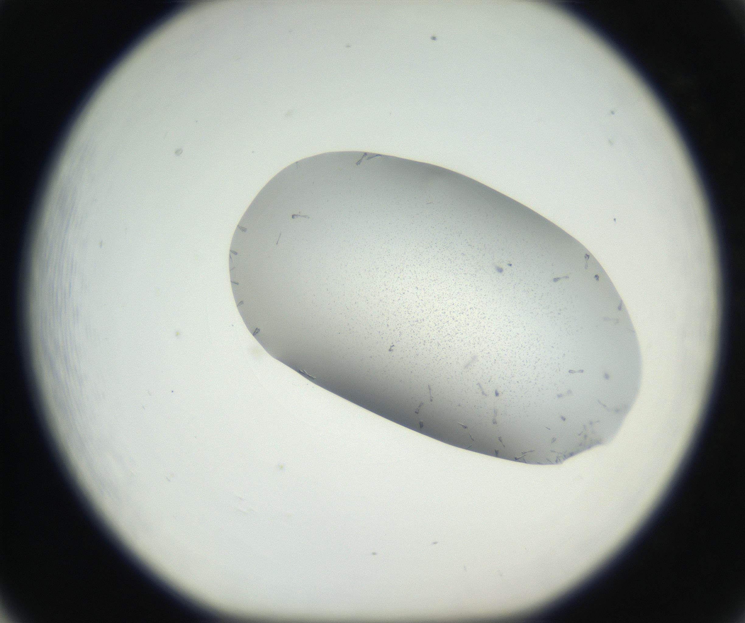 RI01_03_000_0212_Proj1_Clon1_MC_0000MC102622_003_160808_05_06_01_00_99_002_001_RAI.jpg