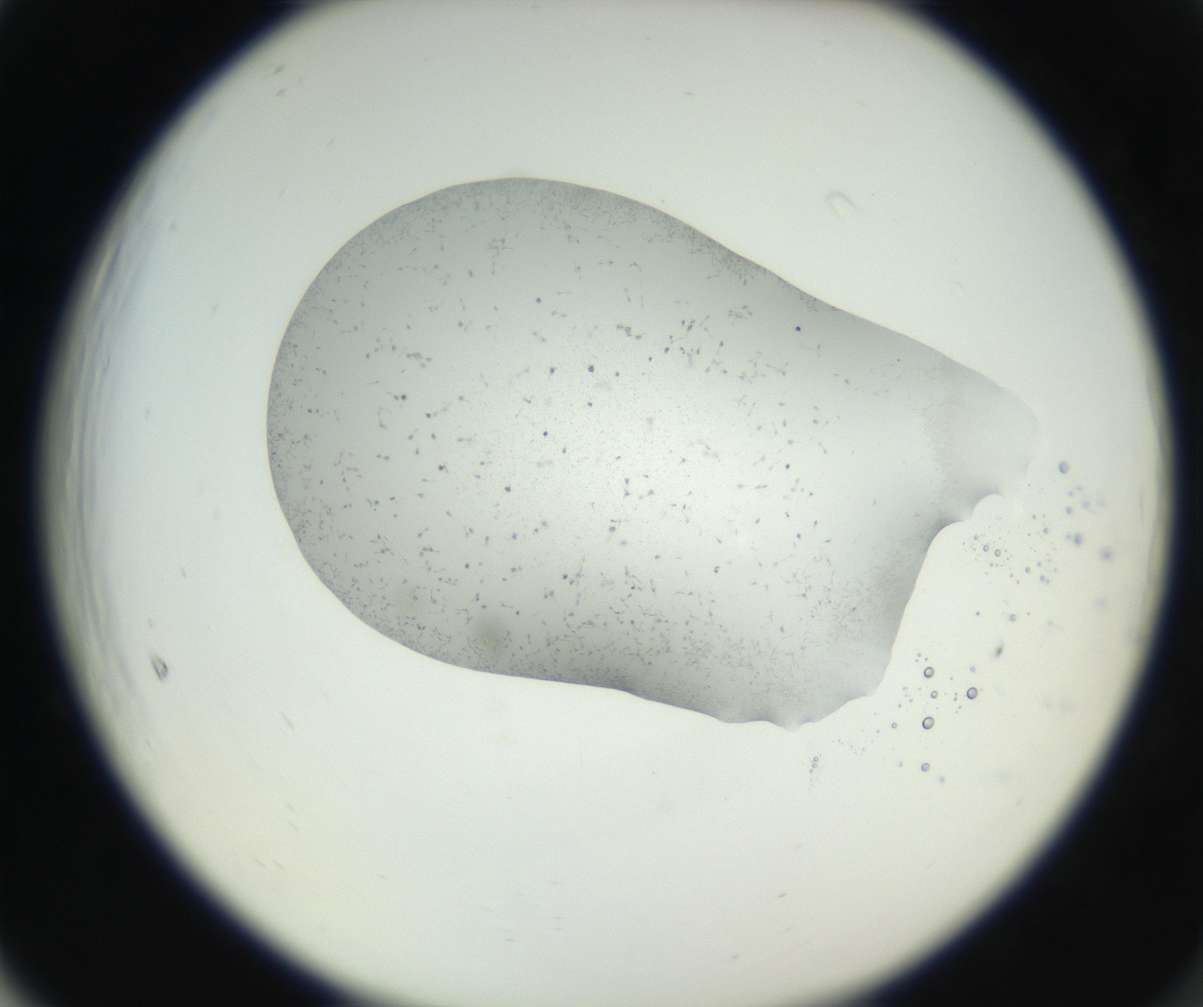 RI01_03_000_0212_Proj1_Clon1_MC_0000MC102622_003_160808_05_06_02_00_99_002_001_RAI.jpg