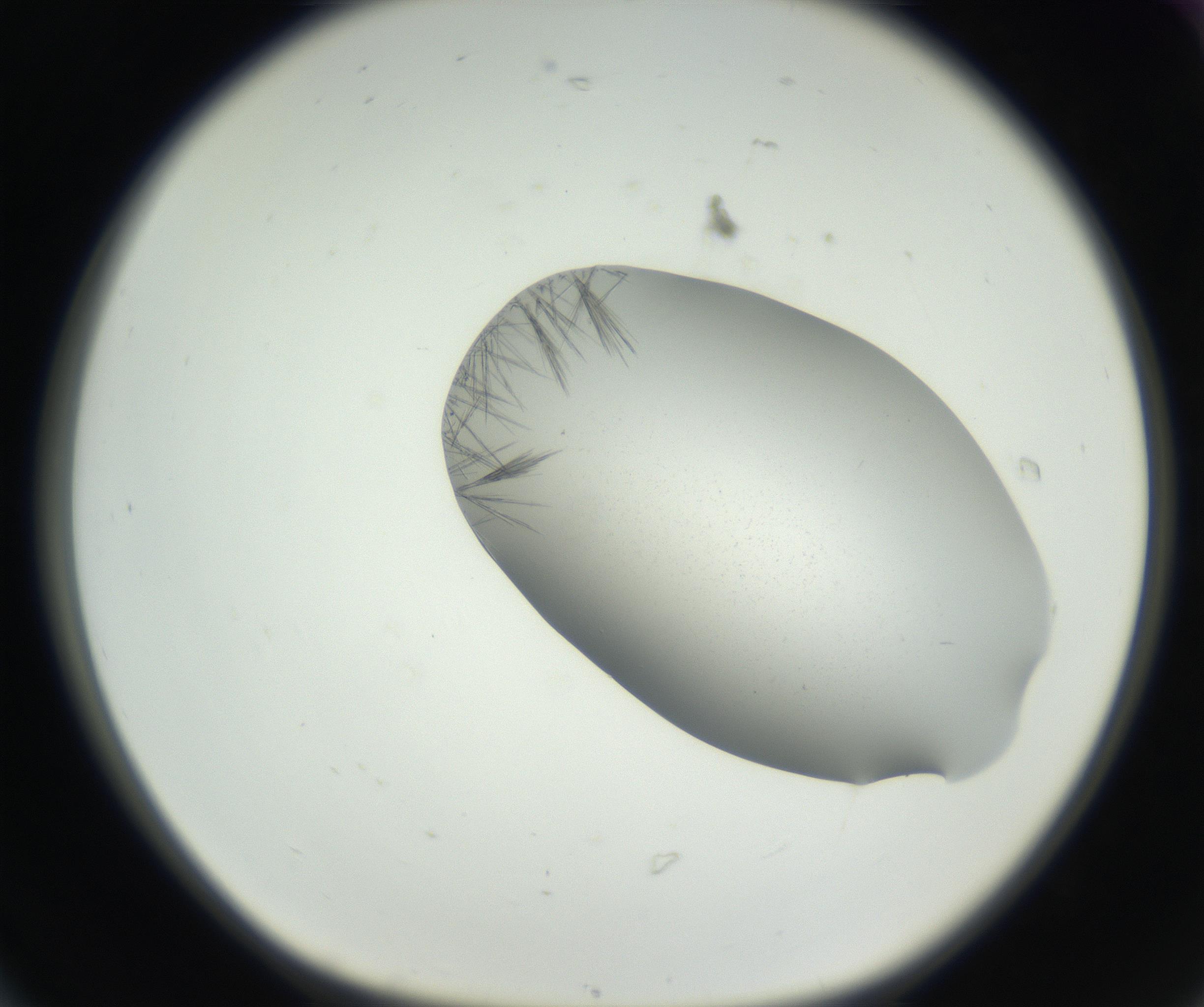 RI01_03_000_0212_Proj1_Clon1_MC_0000MC102622_003_160808_06_01_01_00_99_002_001_RAI.jpg