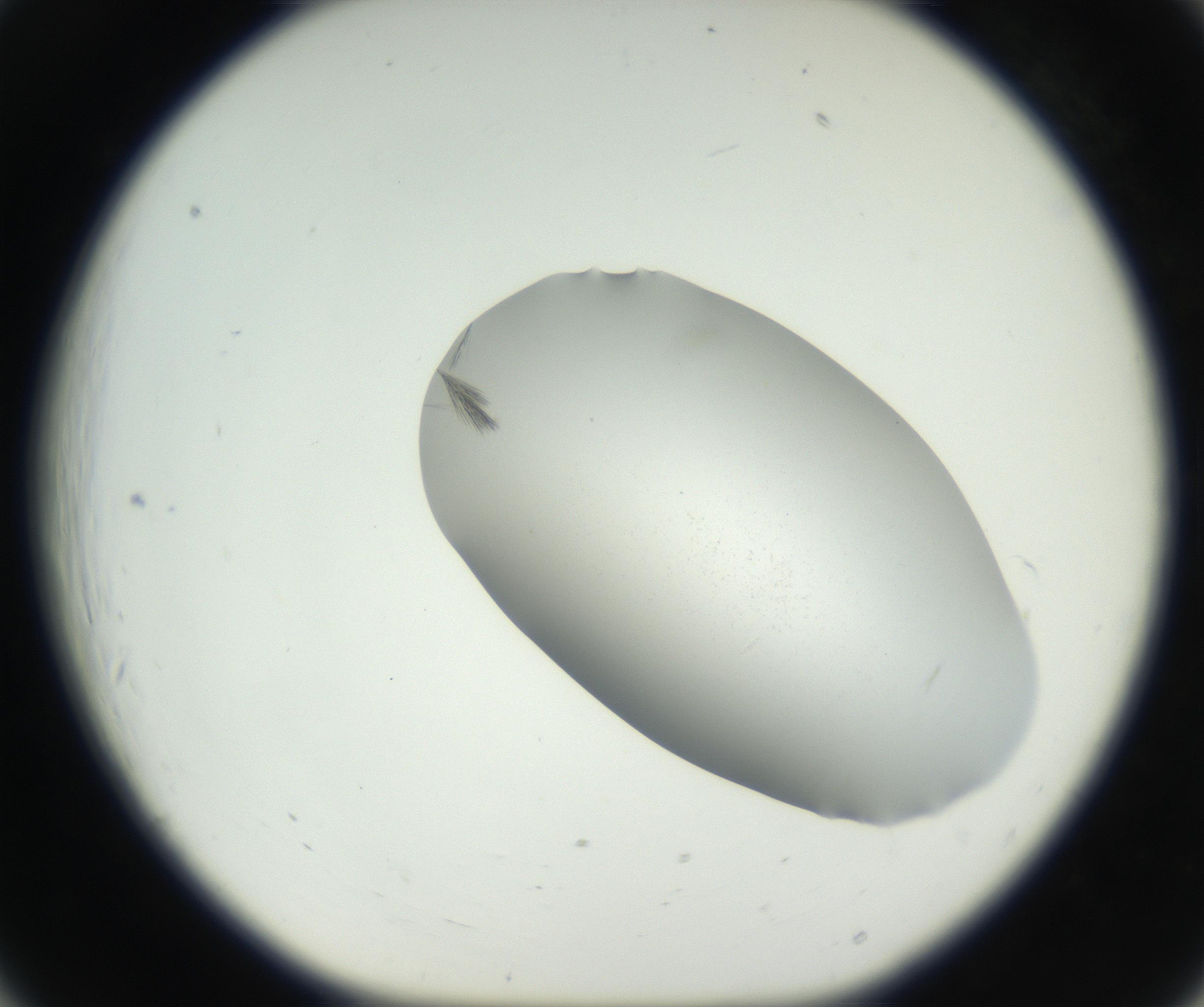 RI01_03_000_0212_Proj1_Clon1_MC_0000MC102622_003_160808_06_02_01_00_99_002_001_RAI.jpg