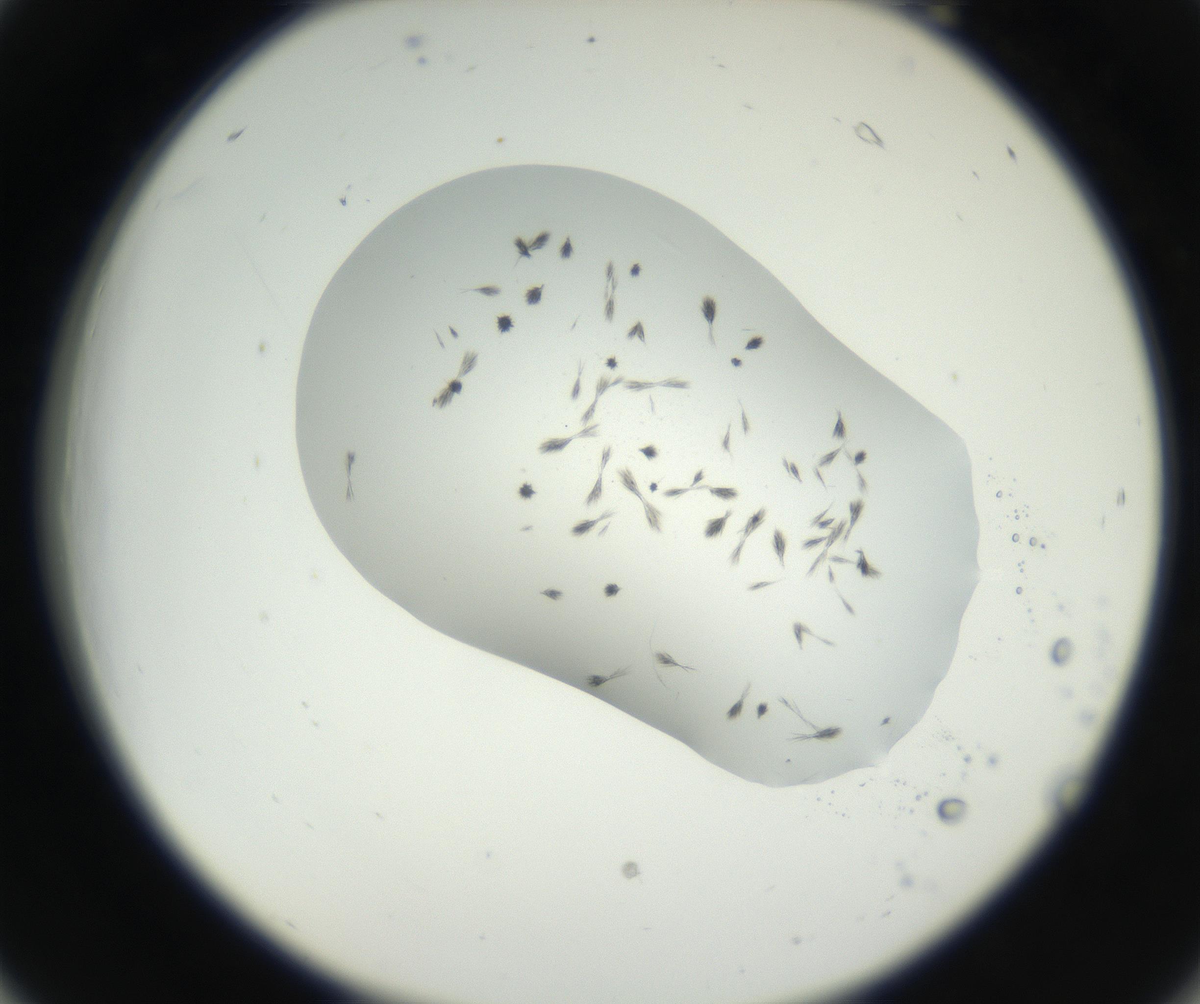 RI01_03_000_0212_Proj1_Clon1_MC_0000MC102622_003_160808_06_02_02_00_99_002_001_RAI.jpg