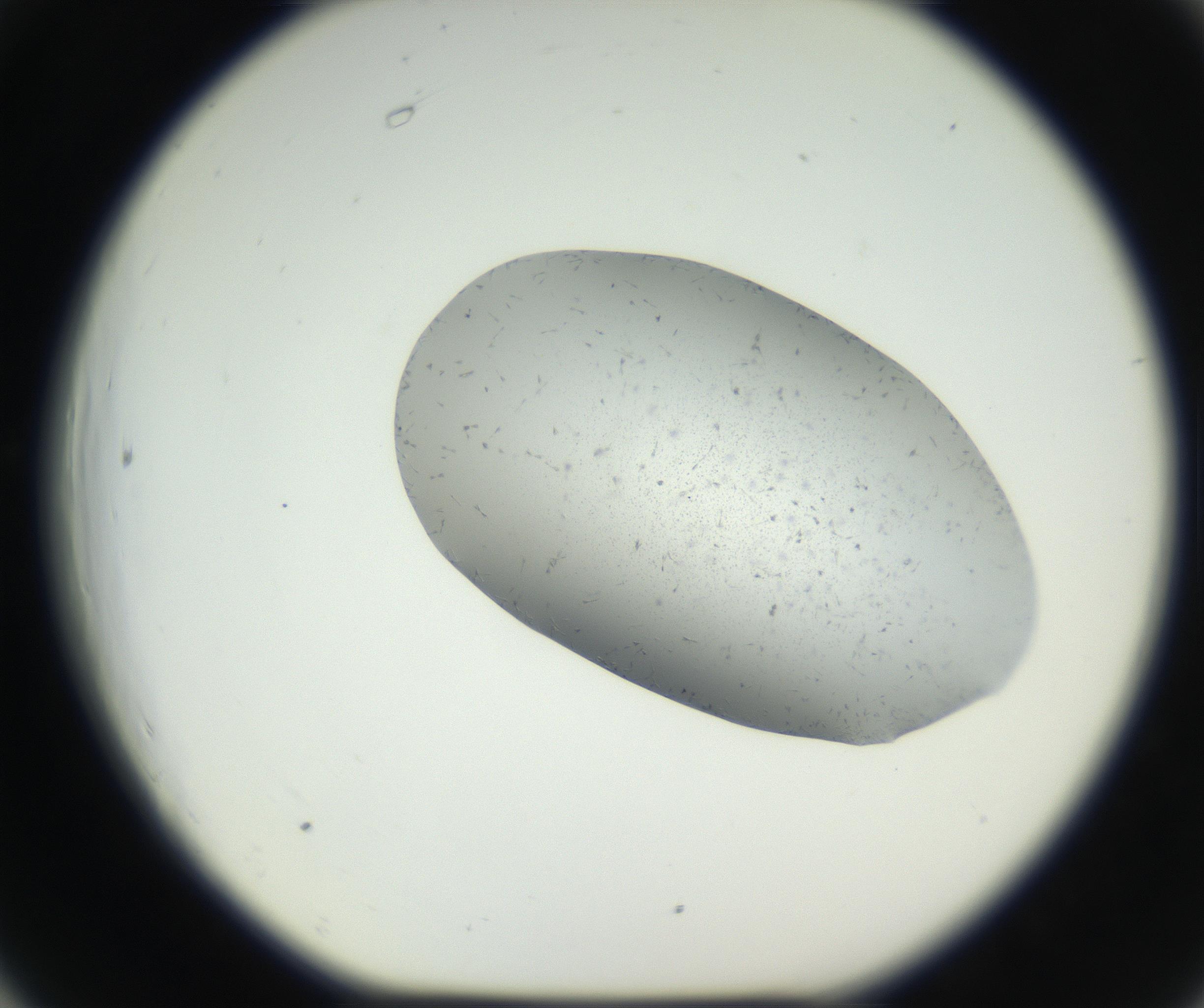 RI01_03_000_0212_Proj1_Clon1_MC_0000MC102622_003_160808_06_06_01_00_99_002_001_RAI.jpg