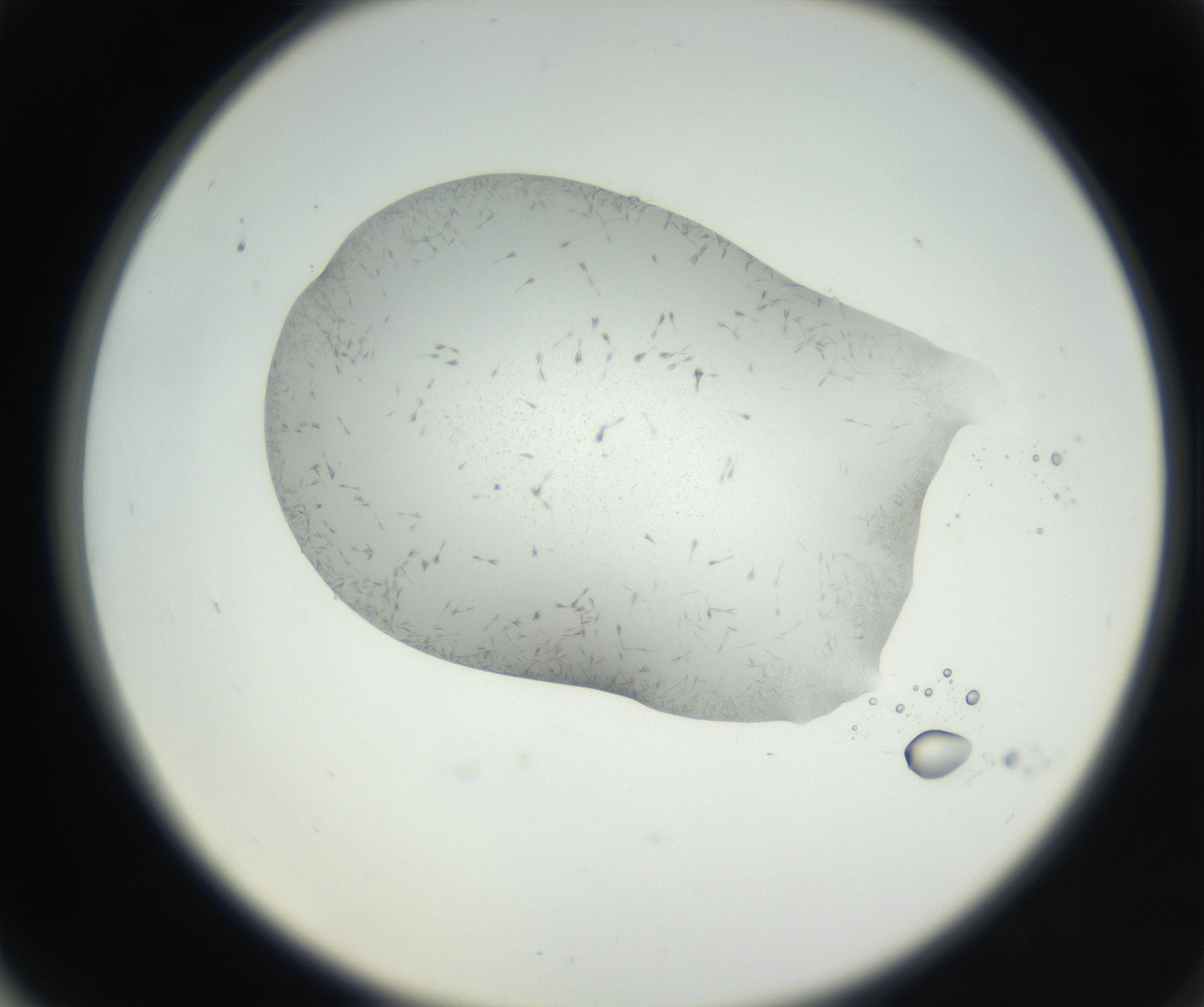 RI01_03_000_0212_Proj1_Clon1_MC_0000MC102622_003_160808_06_06_02_00_99_002_001_RAI.jpg